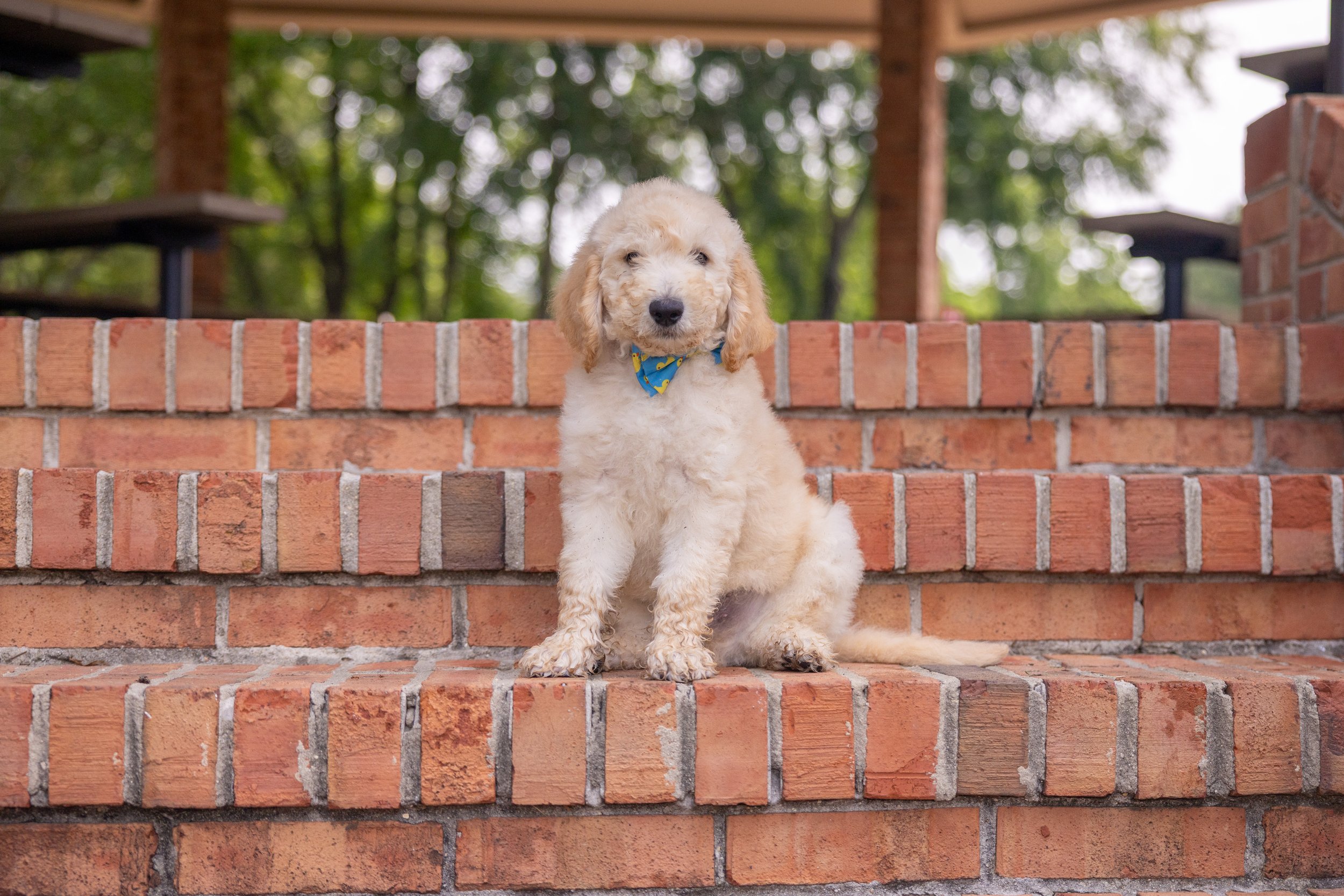 Biscuit Ostrow-07.jpg