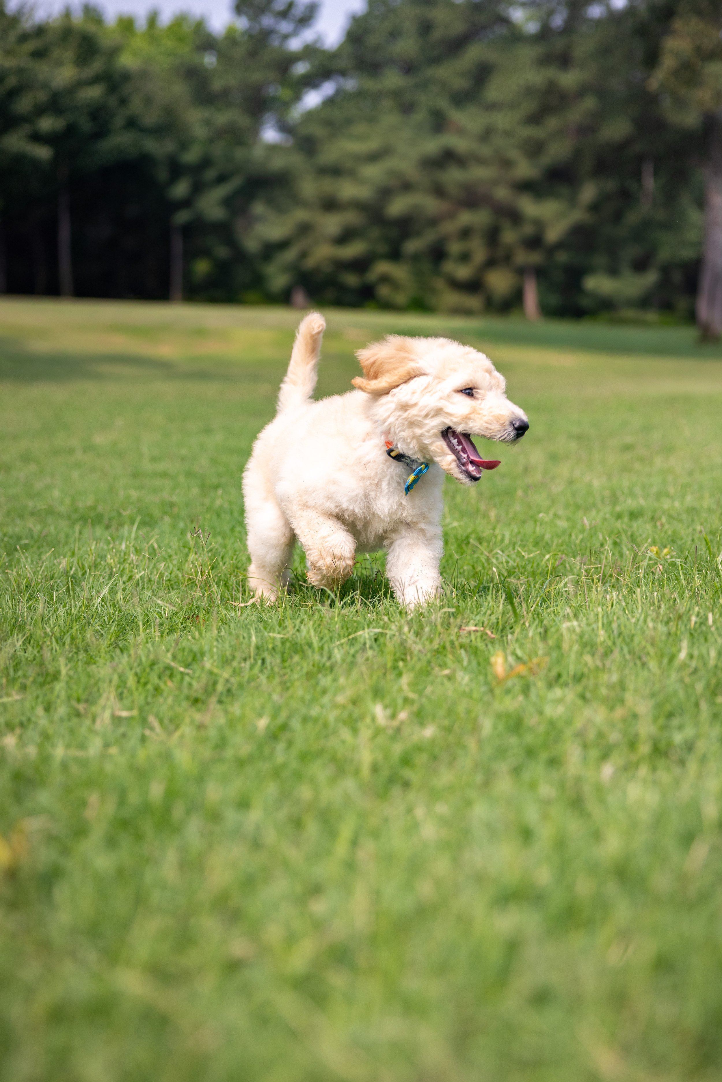 Biscuit Ostrow-12.jpg