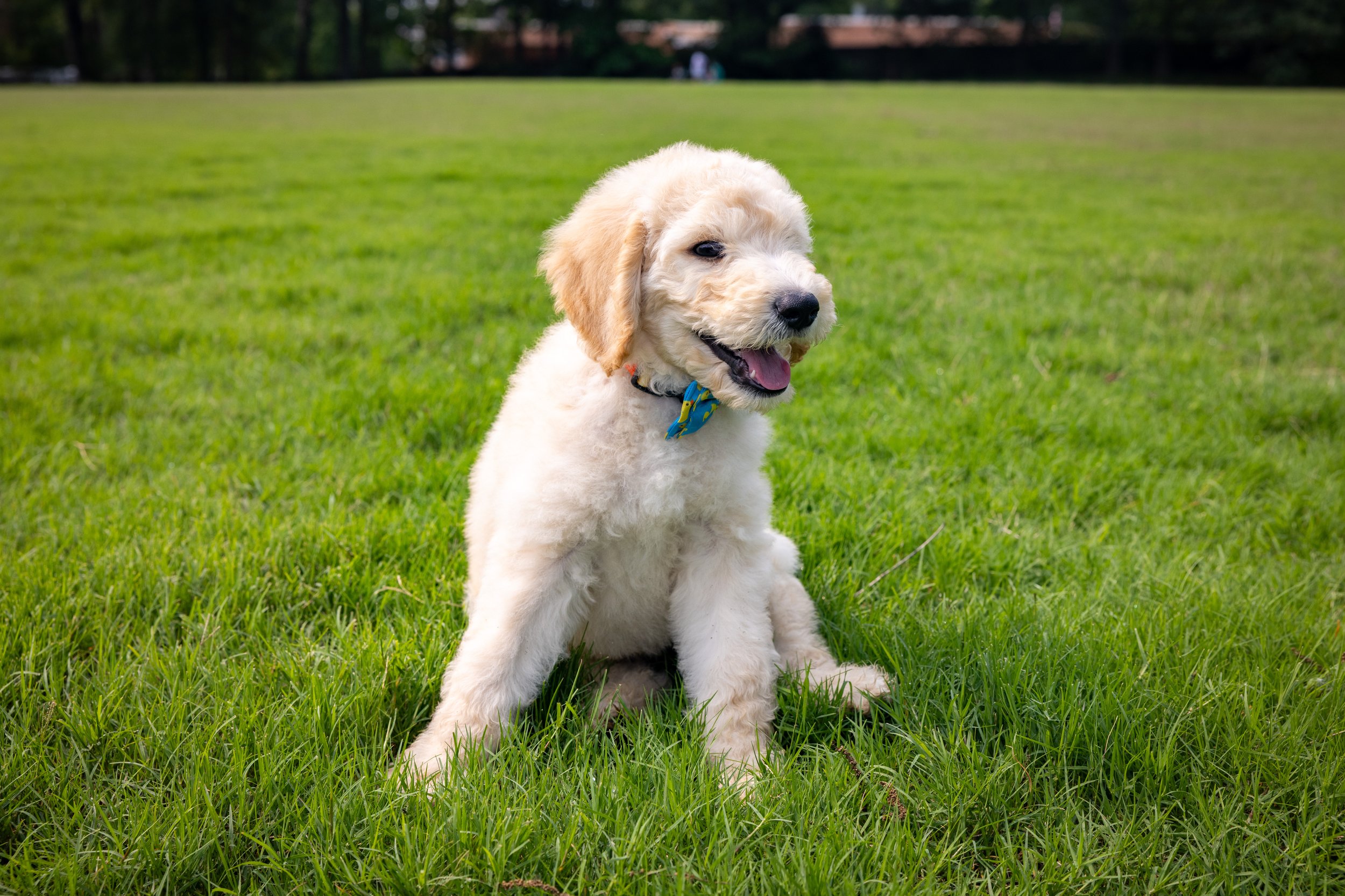 Biscuit Ostrow-01.jpg