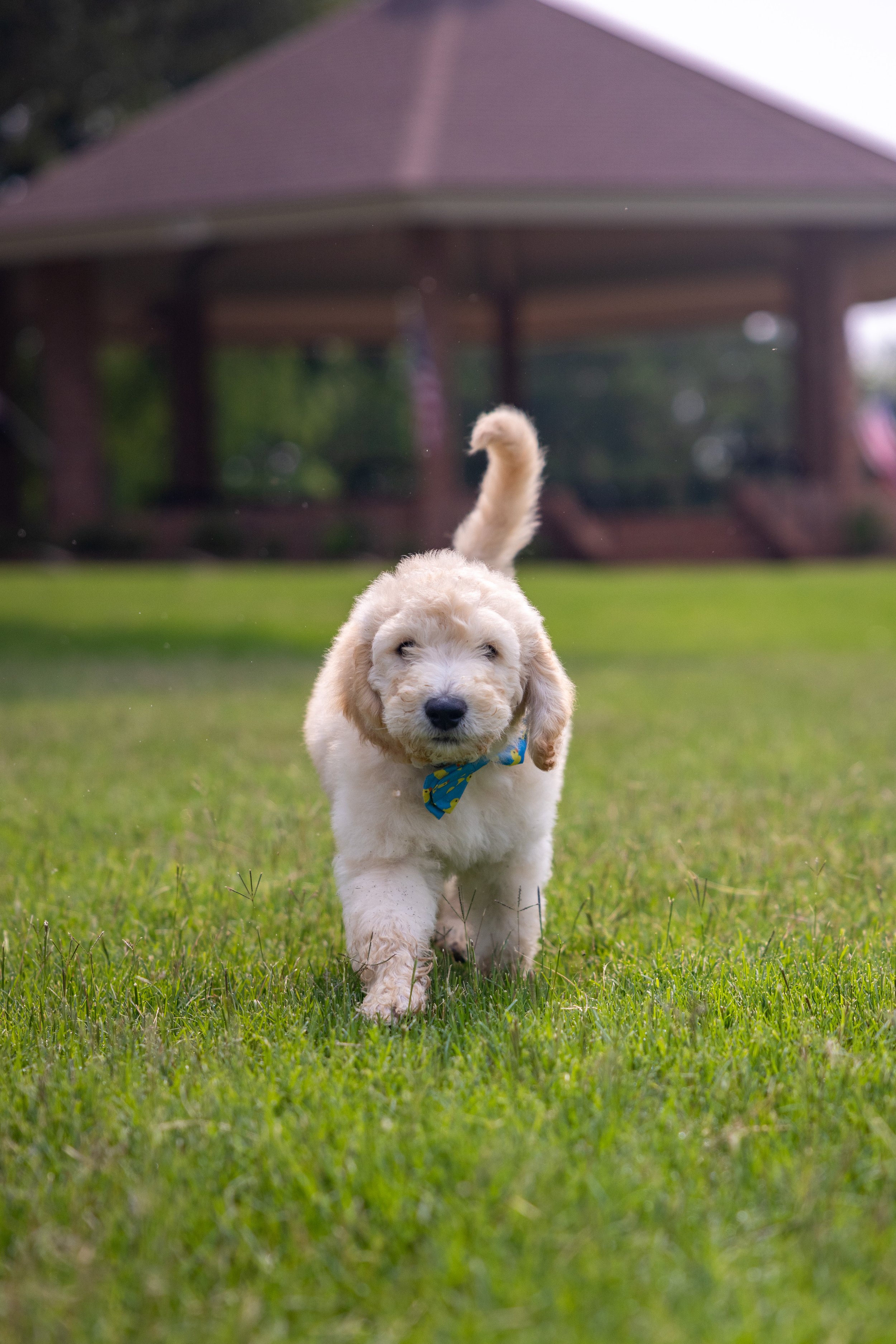 Biscuit Ostrow-11.jpg