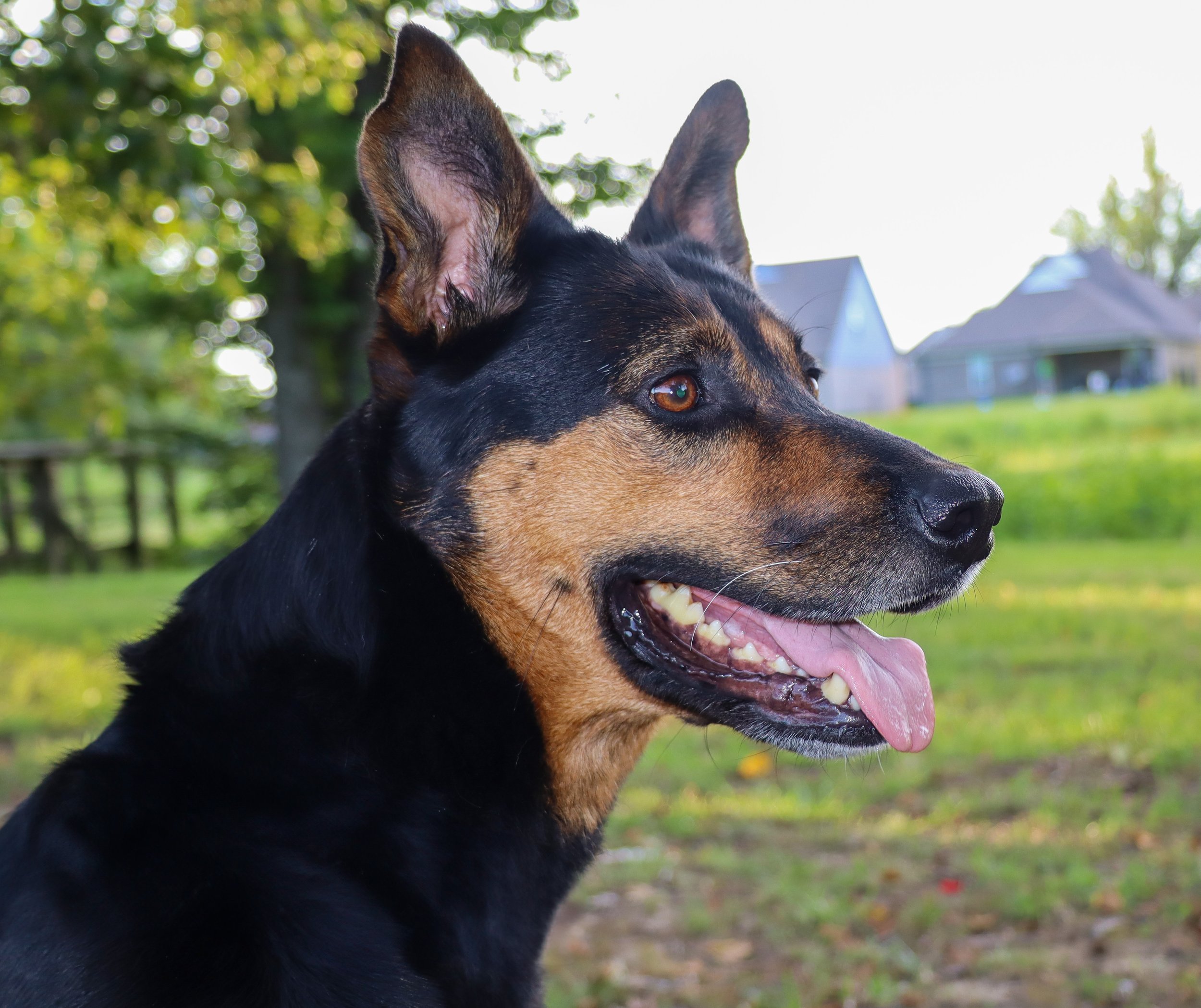 Dog's Portrait.jpg
