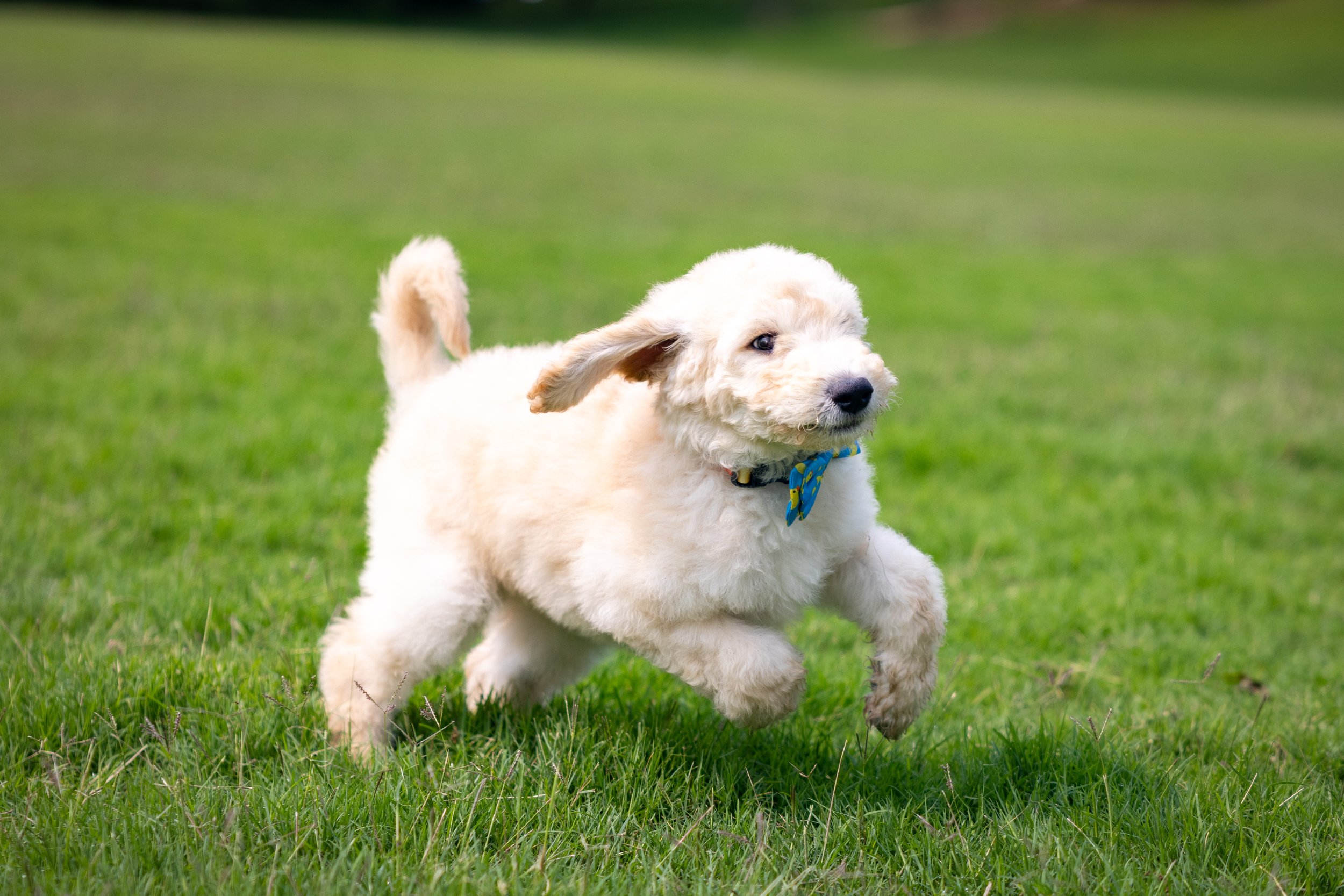 Biscuit Ostrow-03.jpg