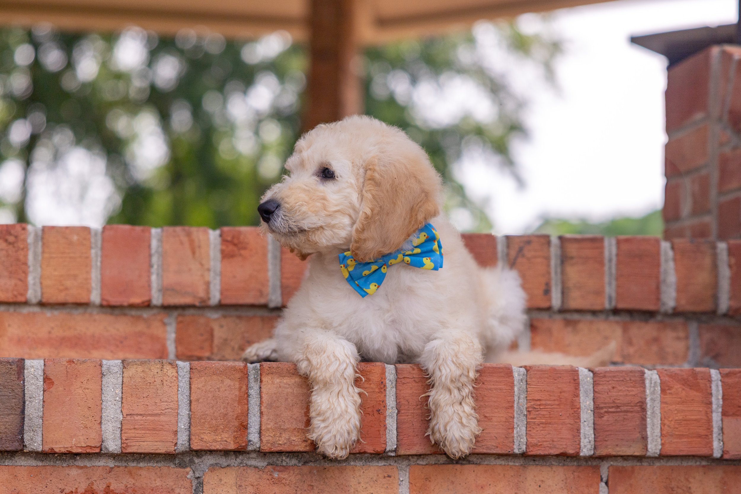 Biscuit Ostrow-09.jpg