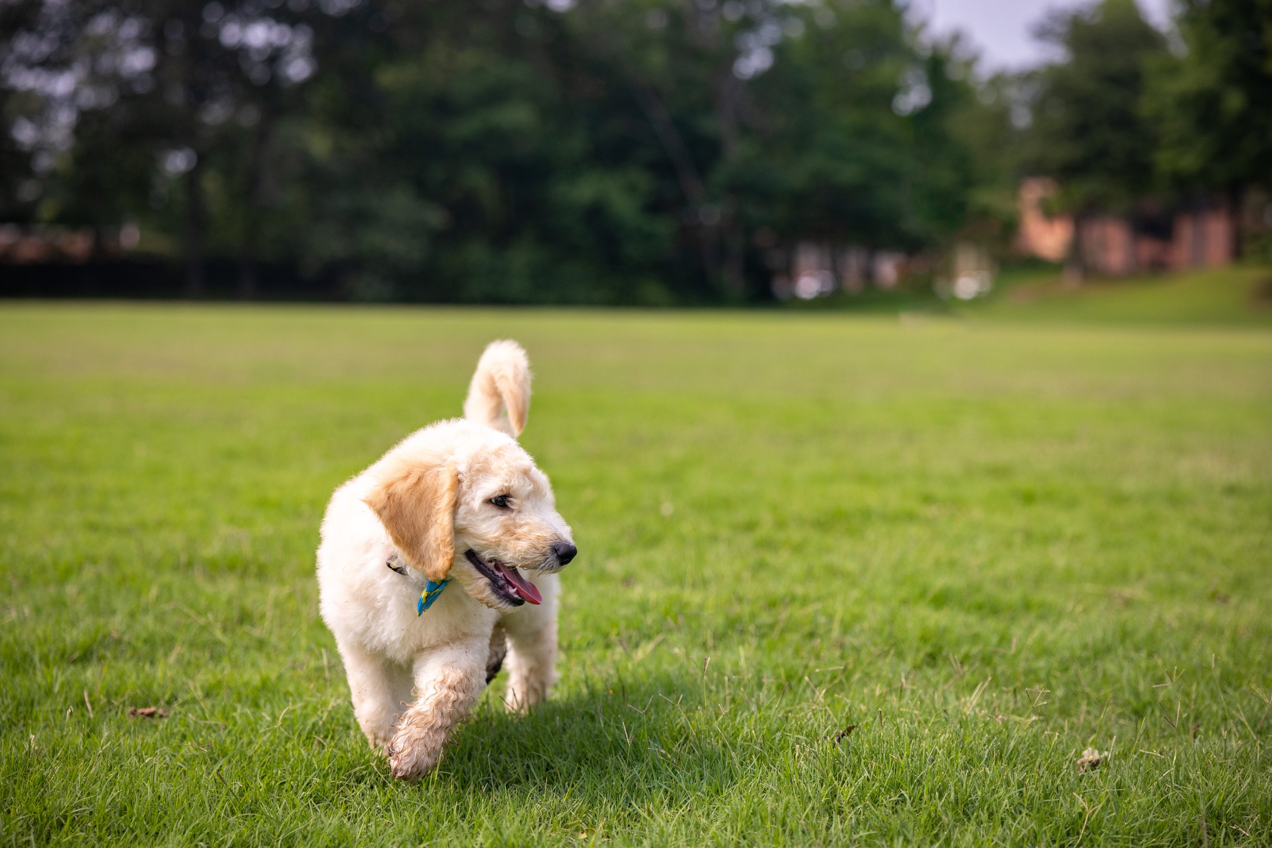Biscuit Ostrow-05.jpg