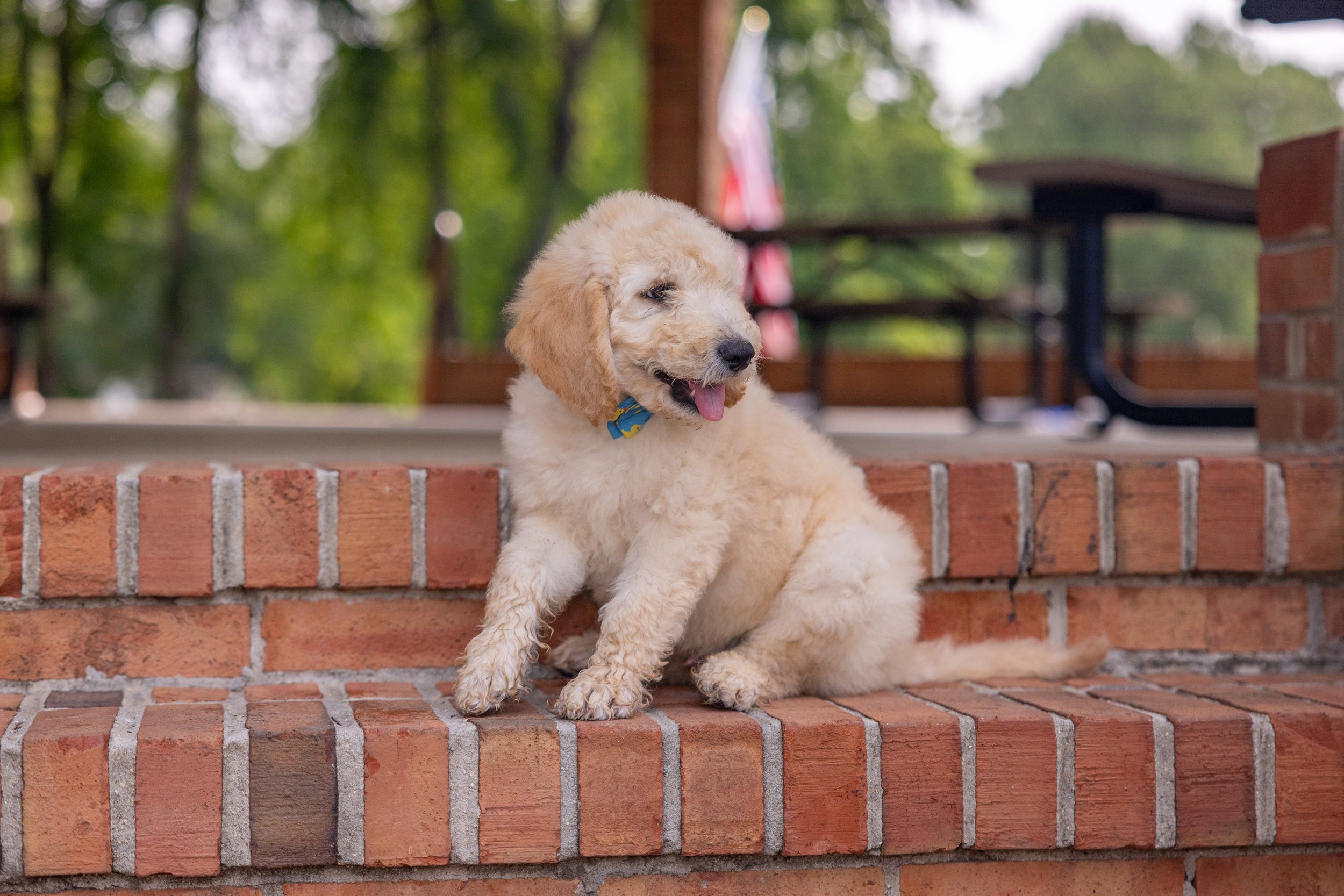 Biscuit Ostrow-08.jpg