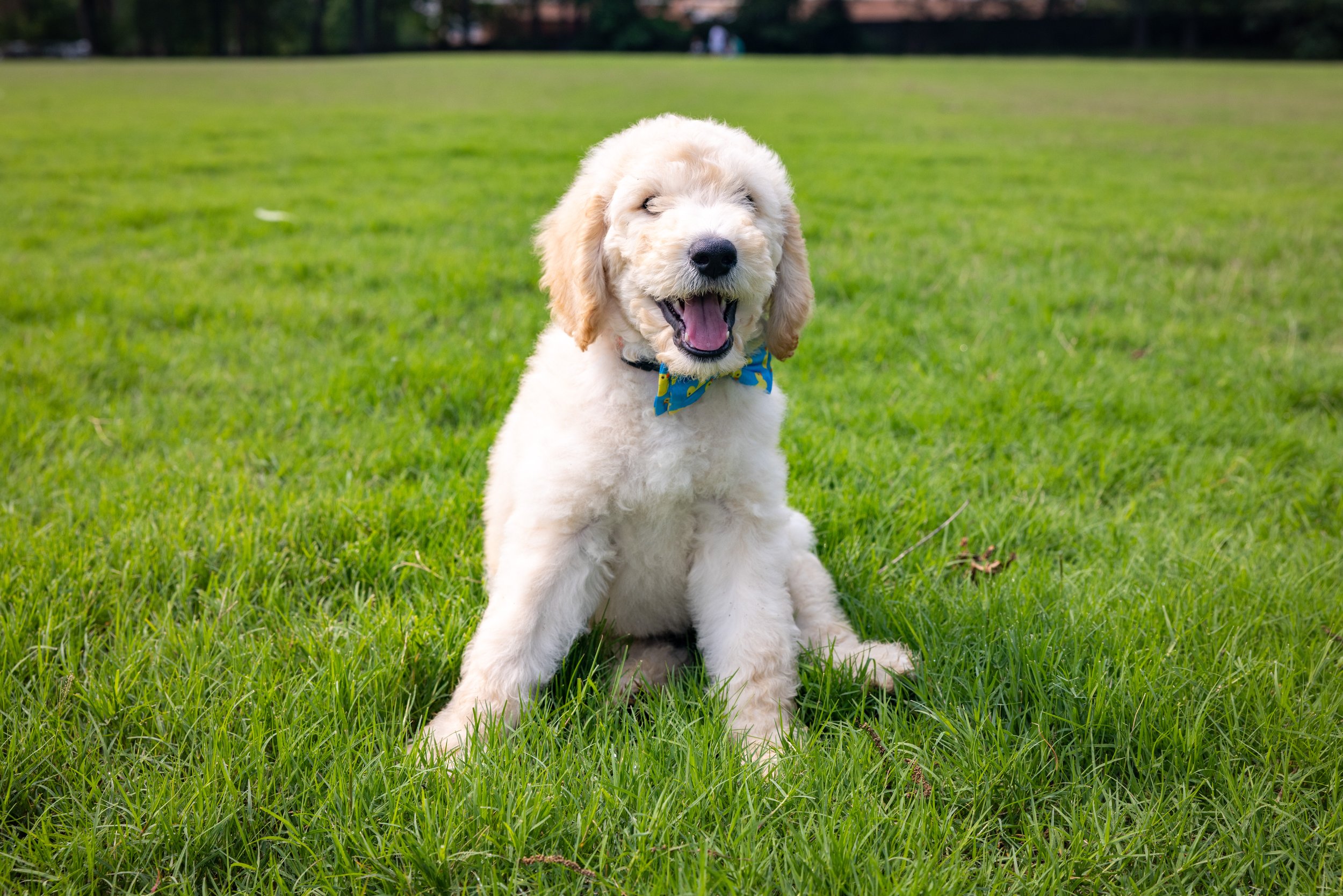 Biscuit Ostrow-02.jpg
