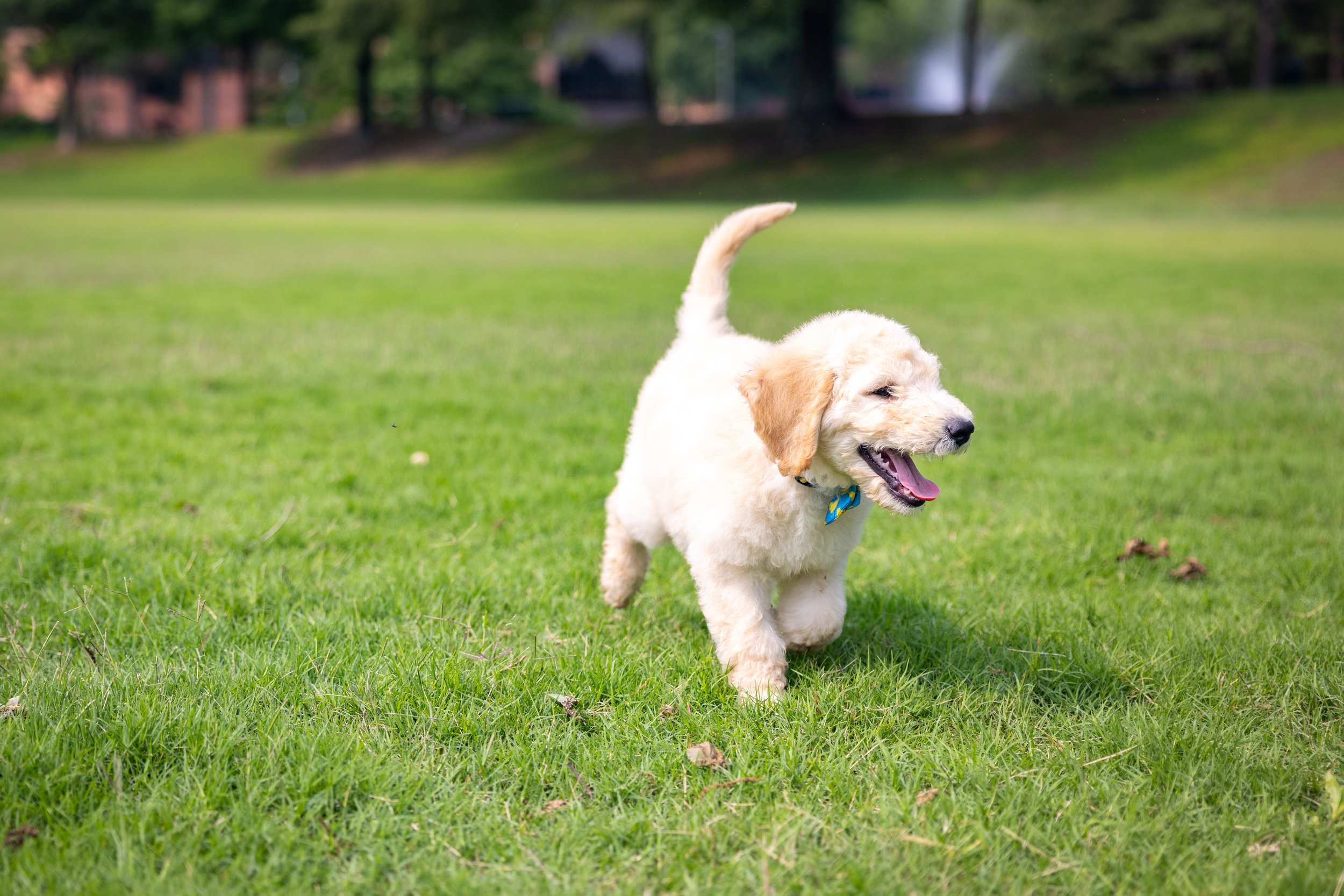 Biscuit Ostrow-04.jpg
