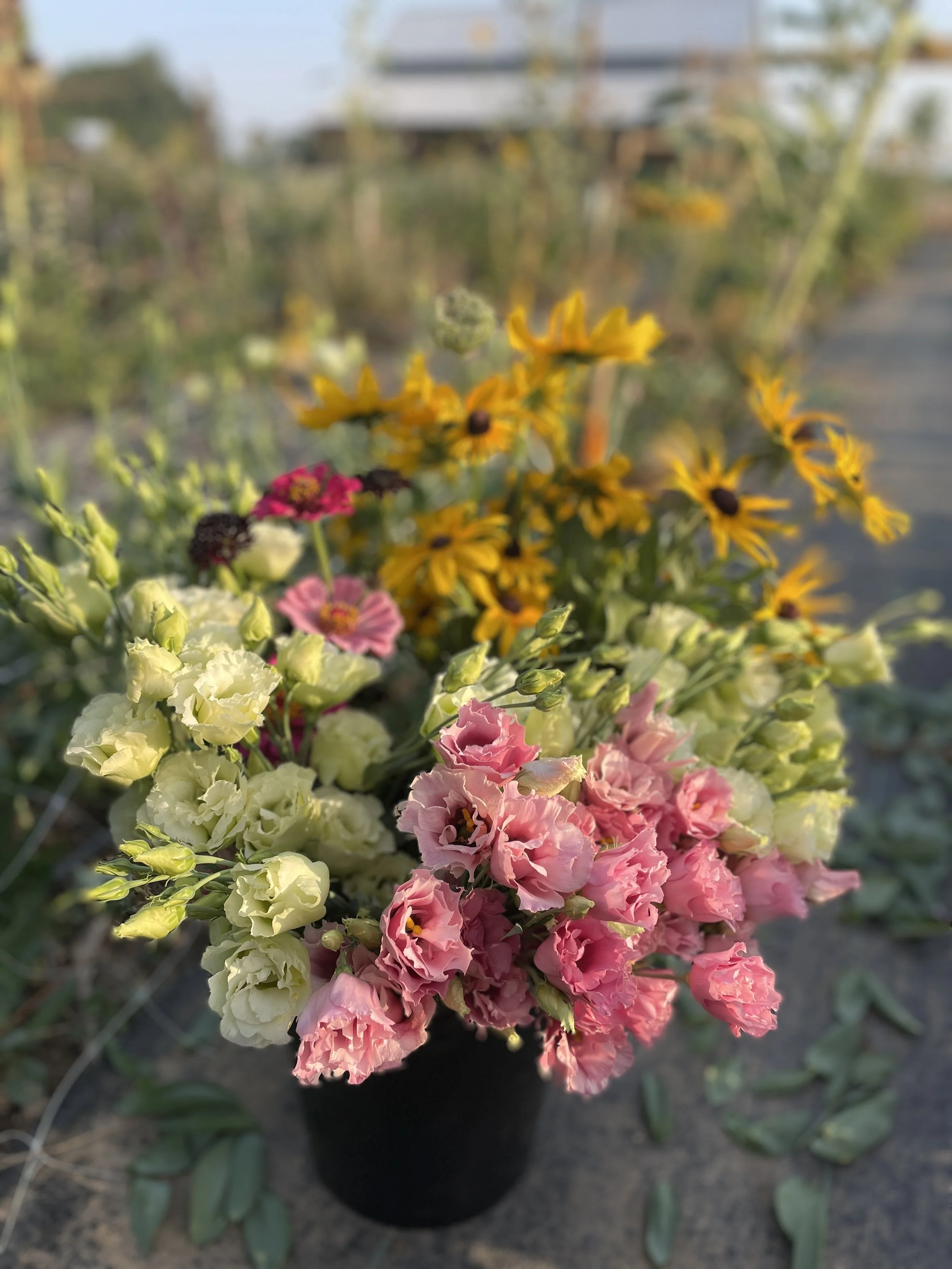 Colorful bouquet of various flowers including pink, white, and yellow blossoms in a black vase outdoors
