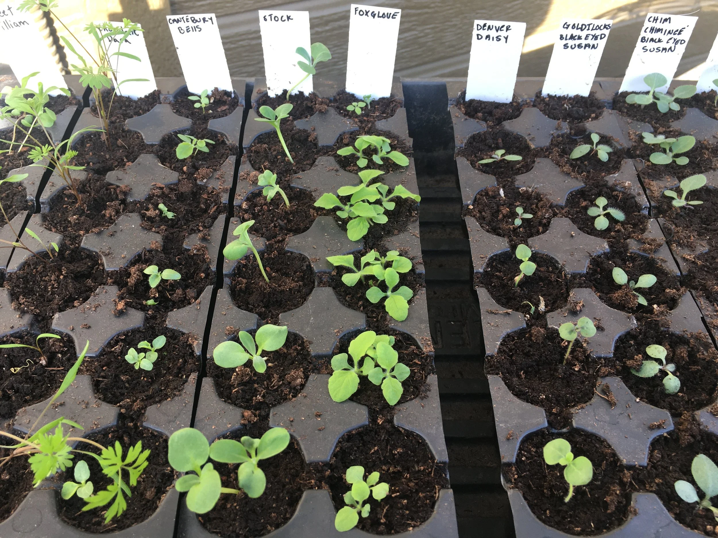 Indoor Seed Starting: Simple Tools for Strong Seedlings