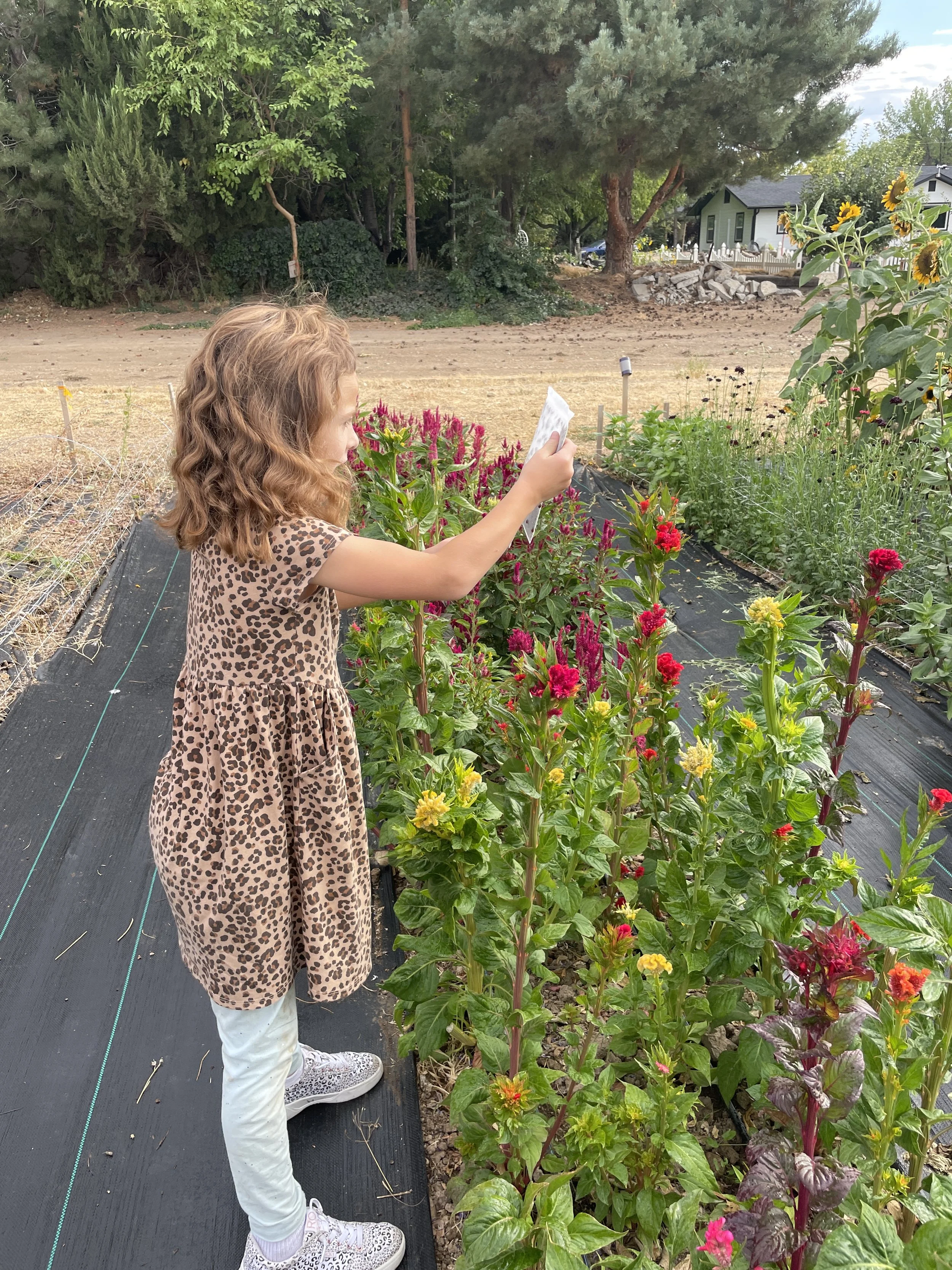 Bug Bonanza- Field Trip