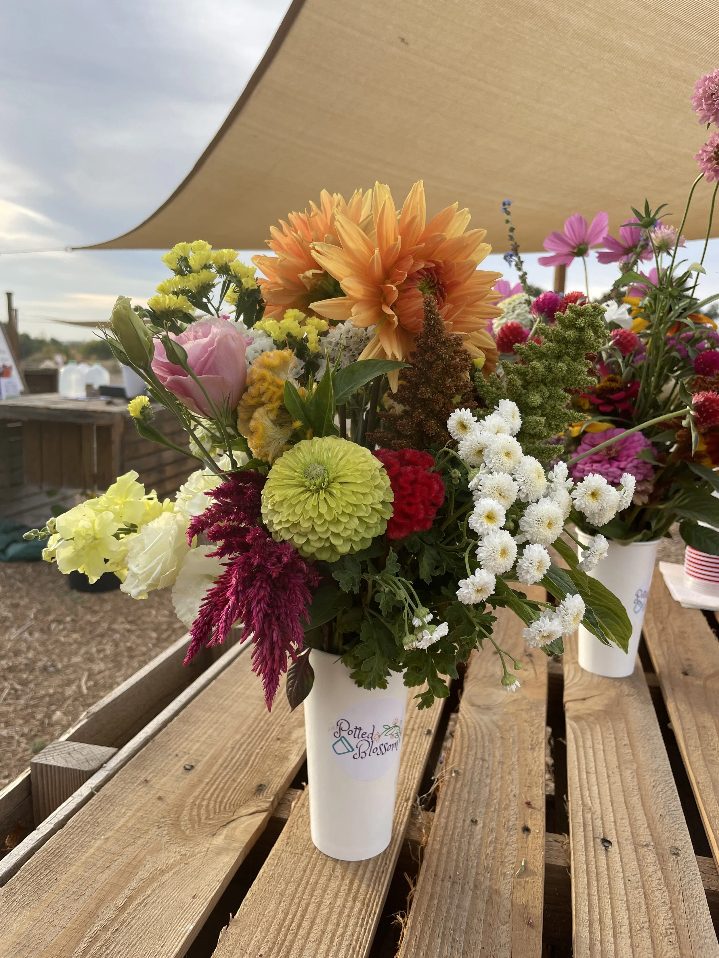Colorful flower bouquet in a white paper cup labeled "Potted Blossom" on a wooden table outside, with a tent canopy overhead and a cloudy sky.