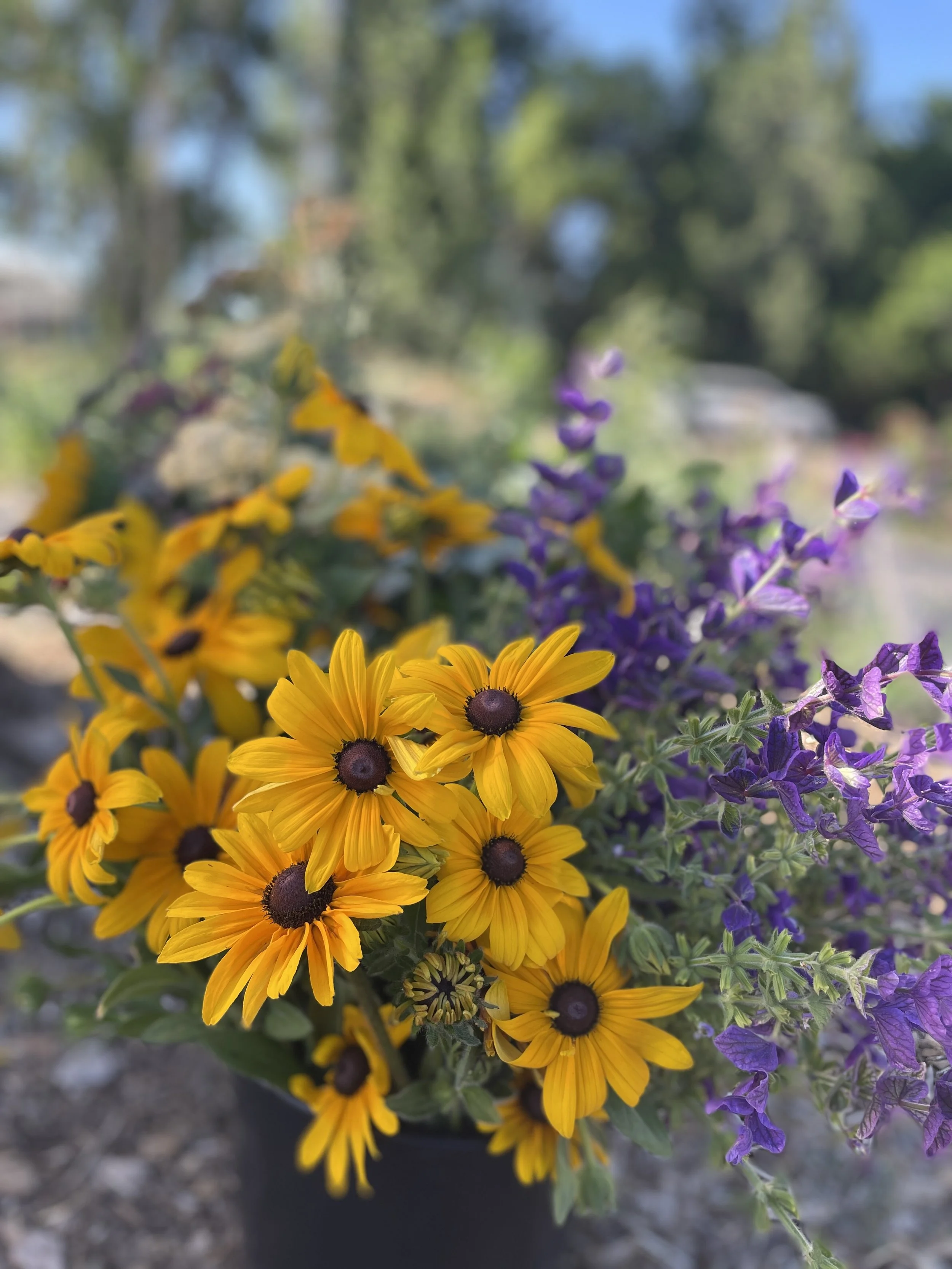 Yellow and purple flowers in a black pot outdoors on a sunny day, with trees and a blue sky in the blurred background.