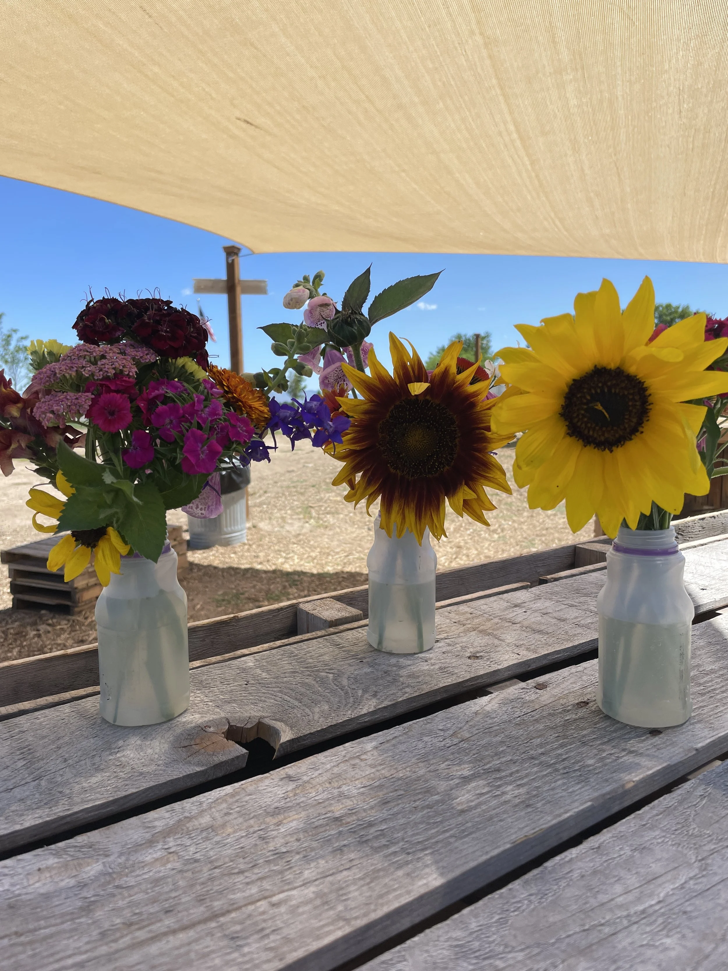 Colorful Blooms- Field Trip