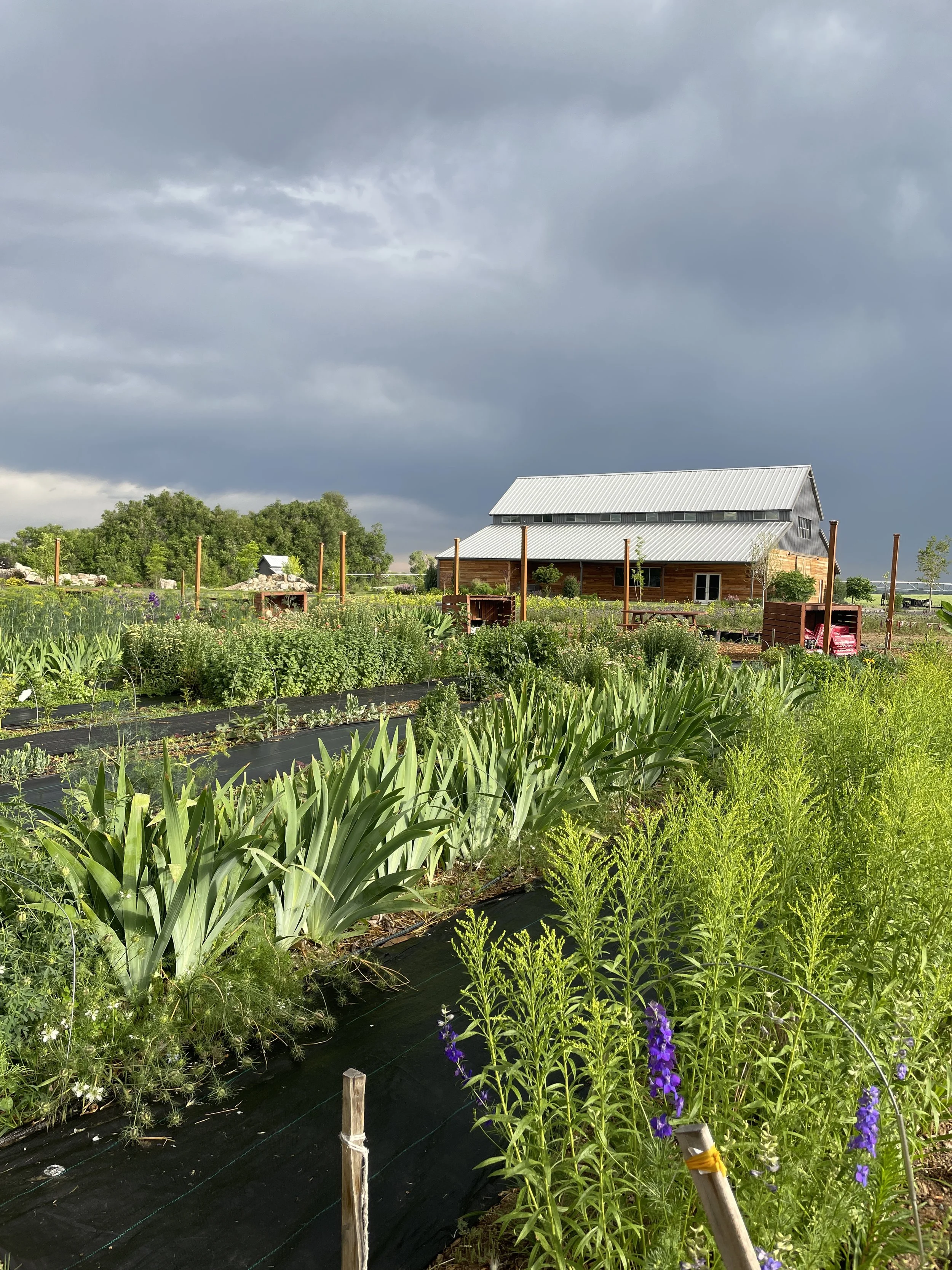 A lush farm with rows of green crops, including purple flowers, in front of a barn with a metal roof under a cloudy sky.
