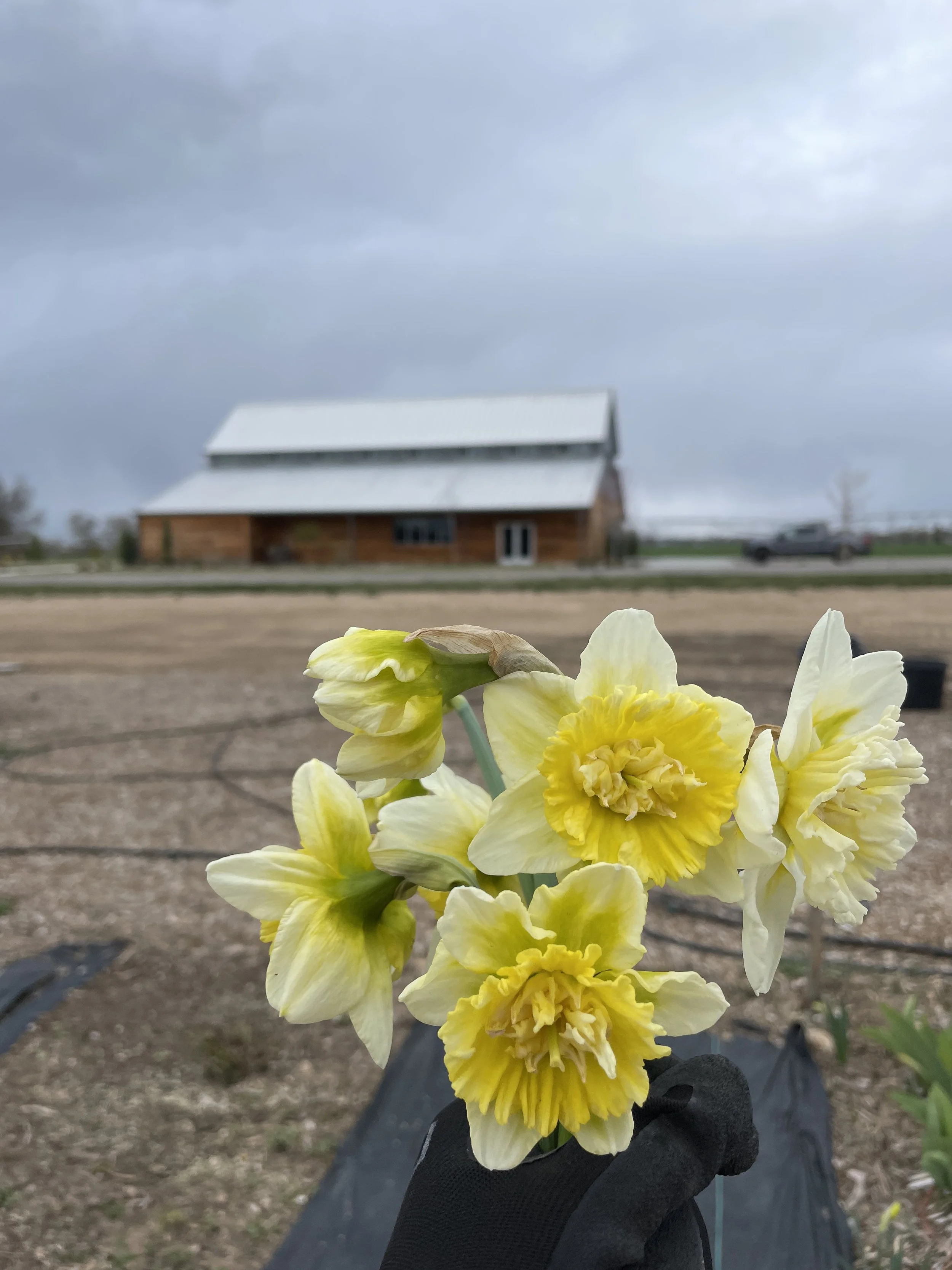 Preparing the flower field for you