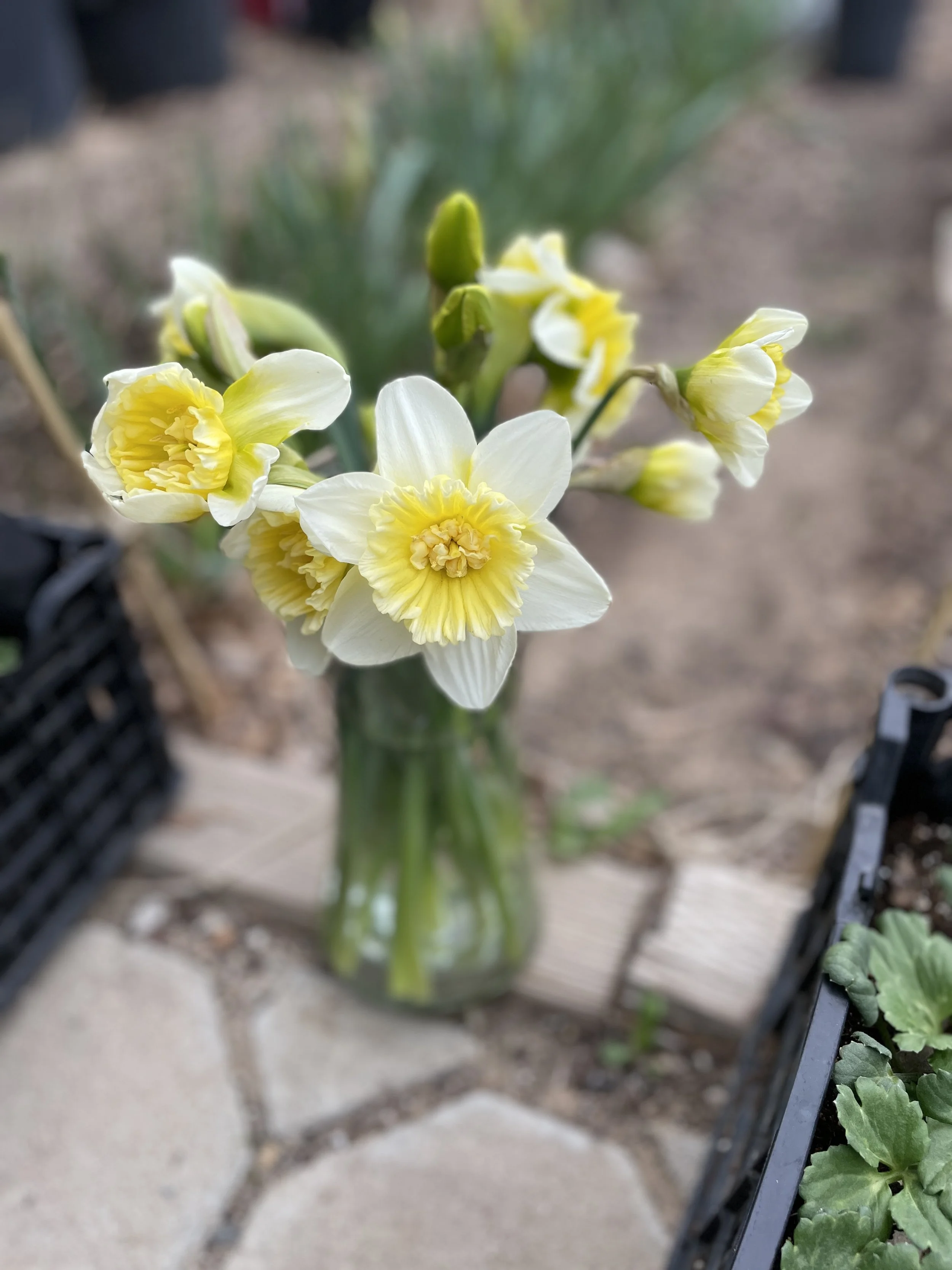 Yellow and white daffodil flowers in a glass vase on a wooden surface, with potted plants nearby.