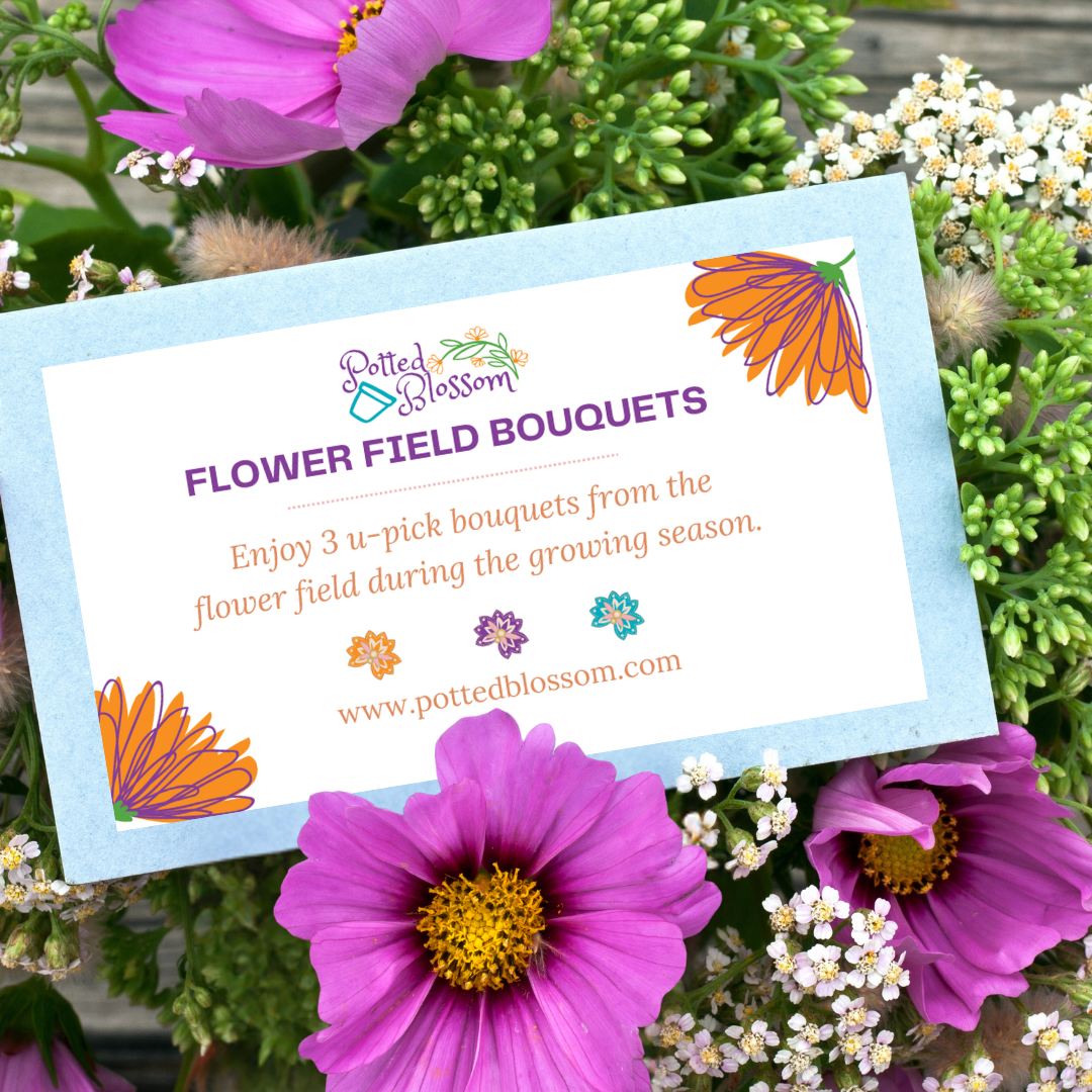Bloom Pass.png