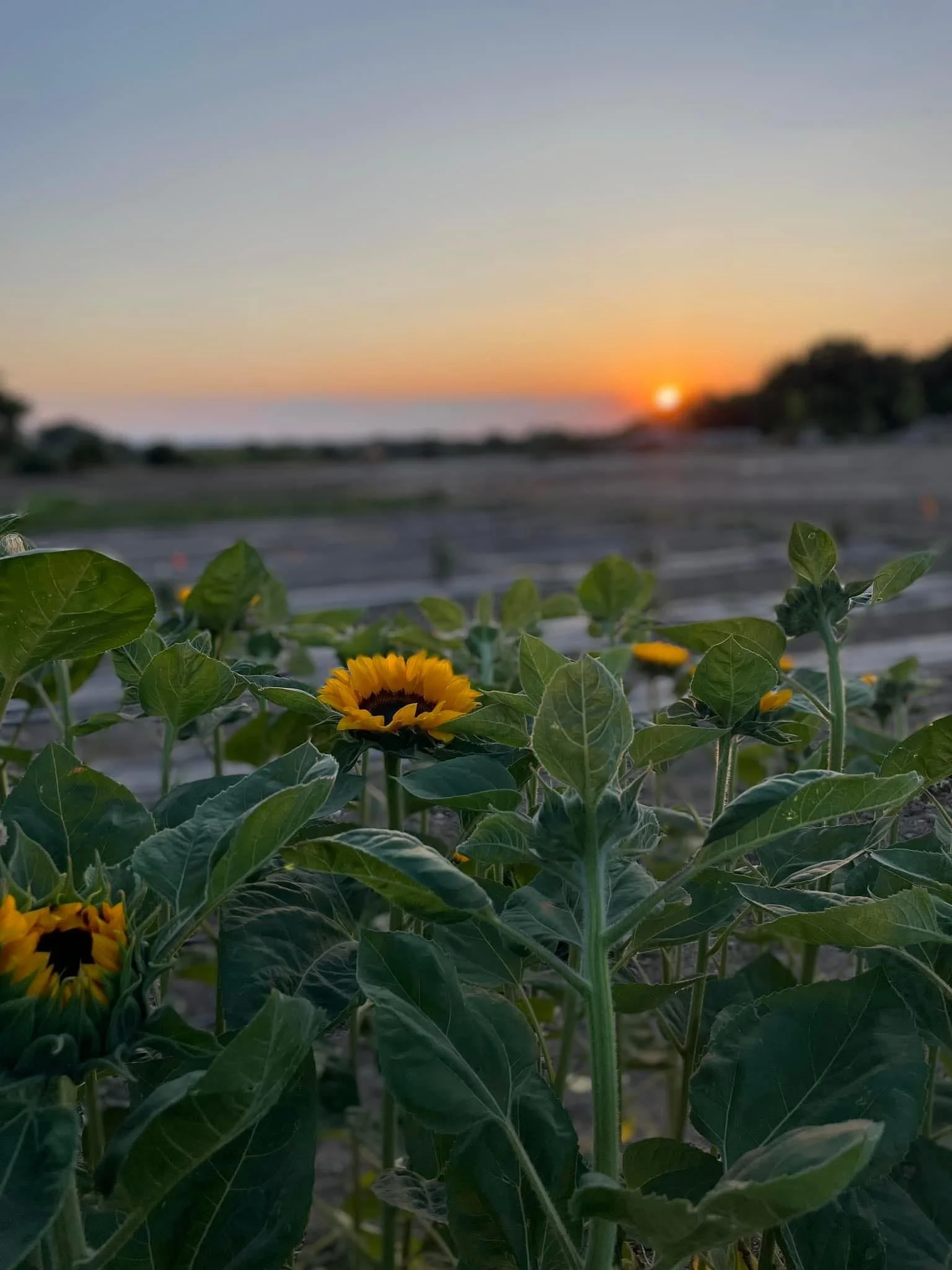 Your First Flower U-Pick Adventure