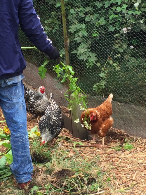 Slide - chickens.png