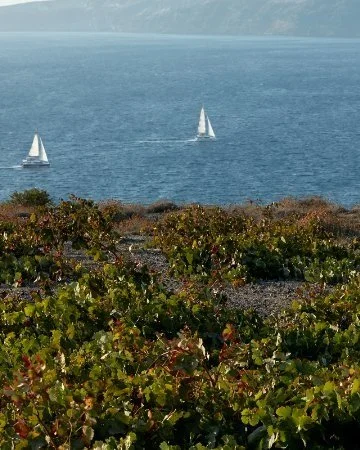 Evening with Gaia Winery