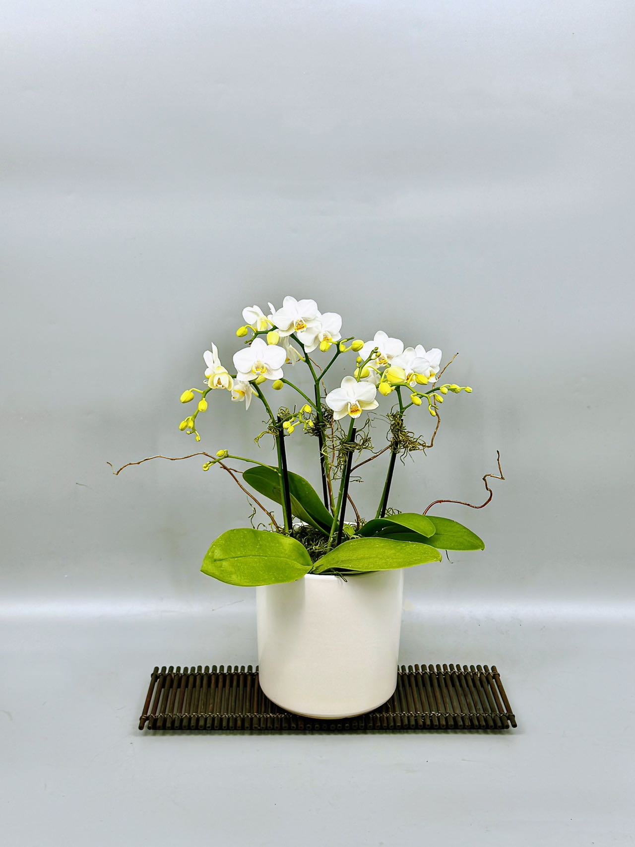 Small White Phalaenopsis Arrangement