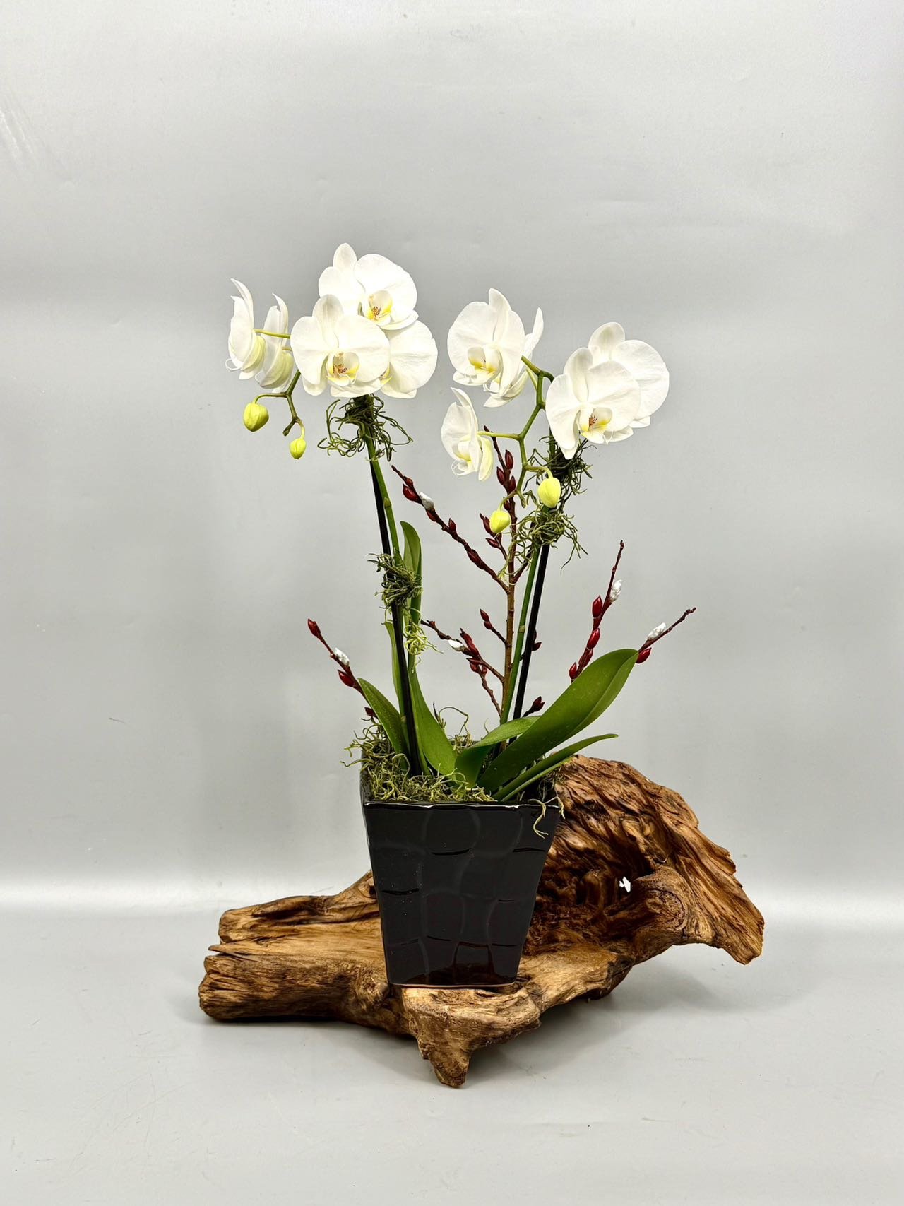 Medium Double Phalaenopsis Arrangement