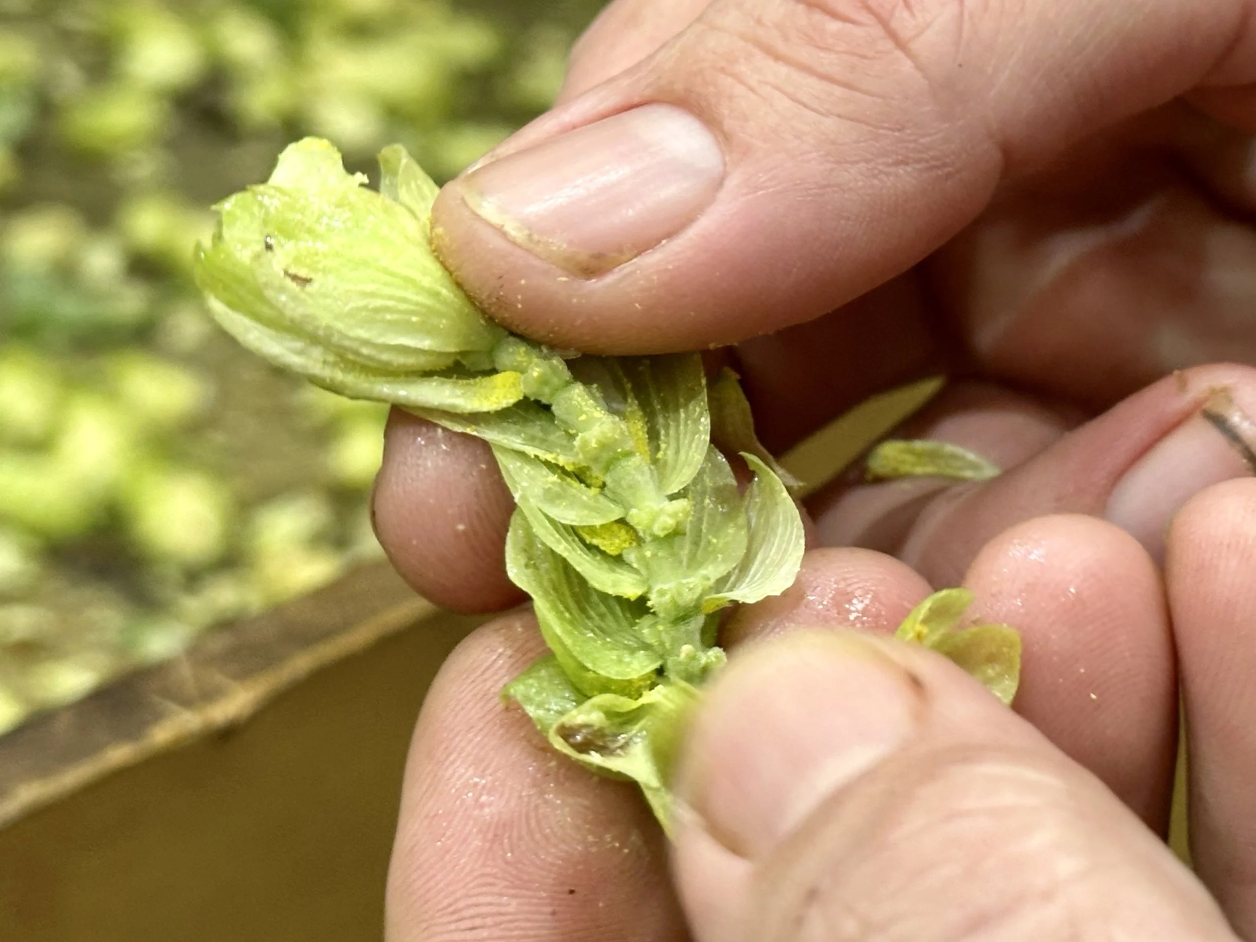 A hop cone, the yellow powdery stuff is lupulin