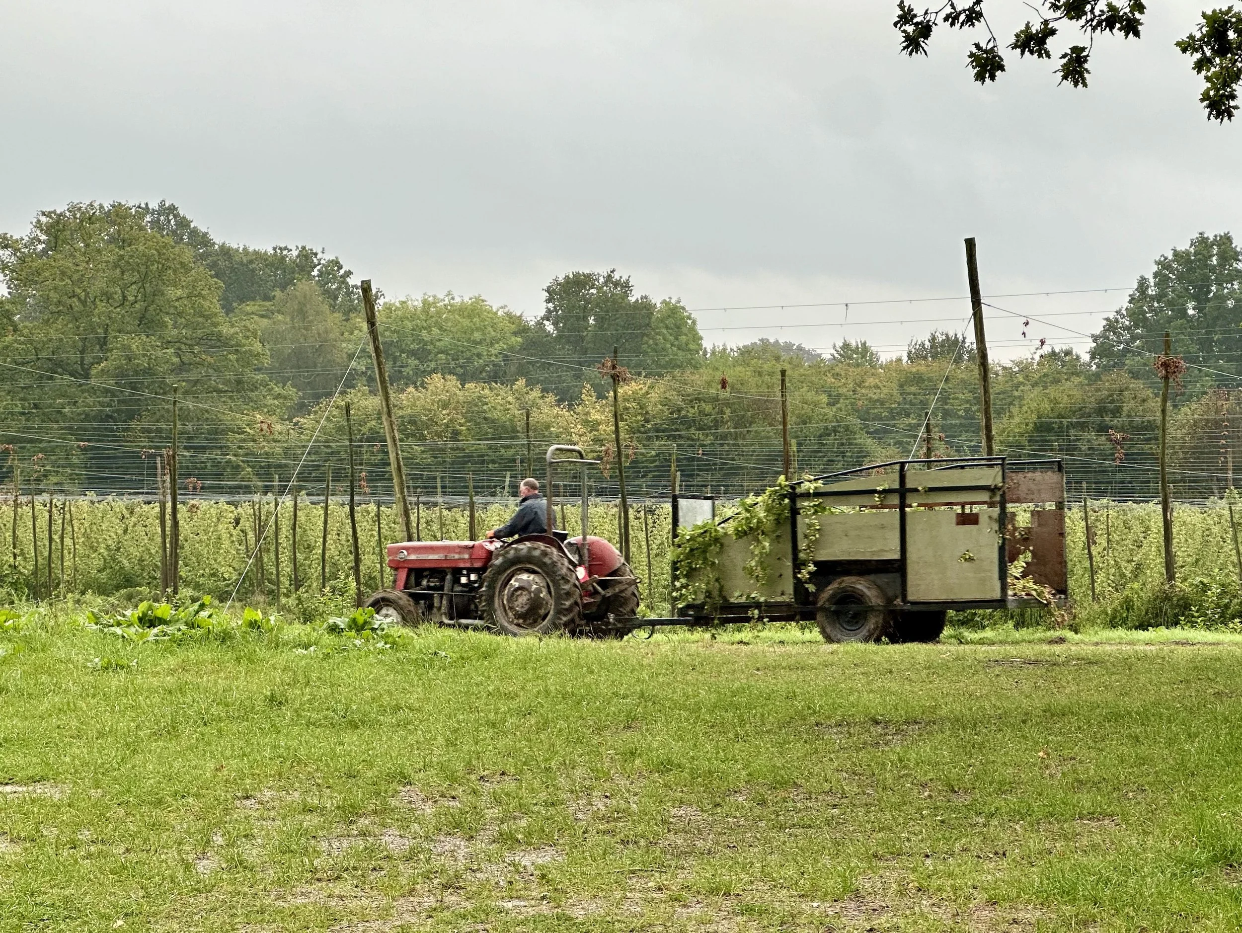 A tractor at Hukins Hops