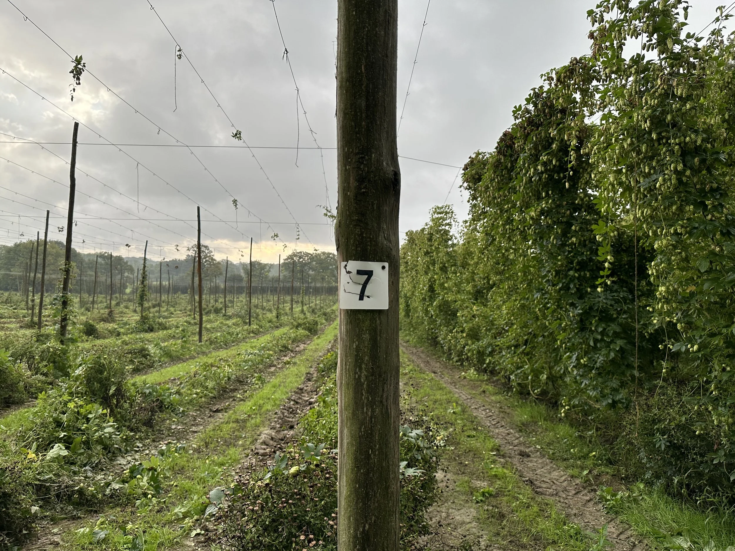 Hops partially harvested