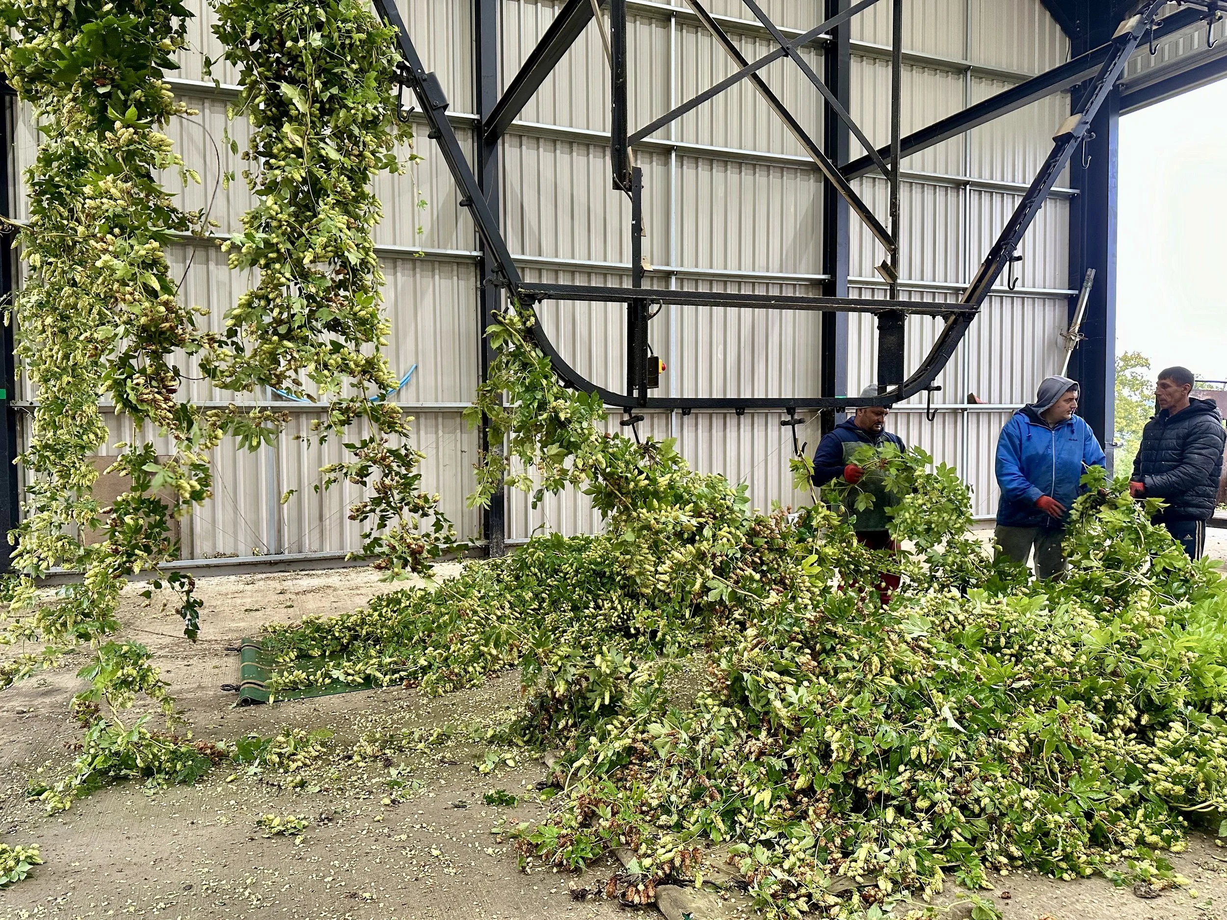 Hops being carried off to the Bruff