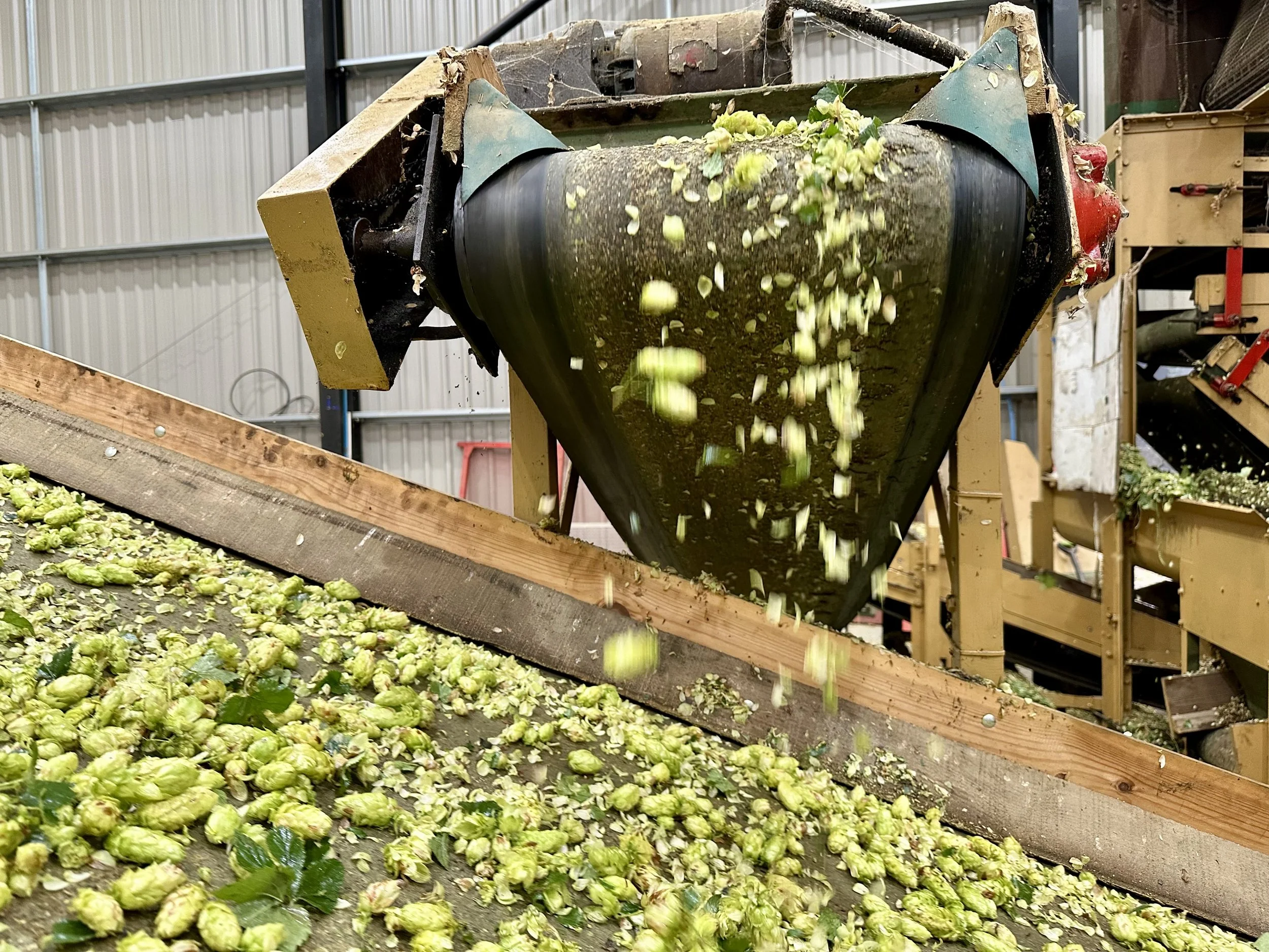 Hop cones coming through the Bruff