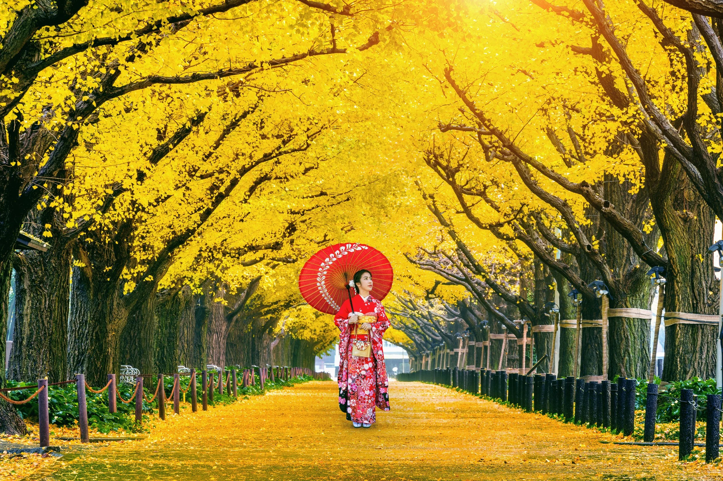 Woman in traditional Japanese kimono holding a red parasol walking through a tree-lined path with yellow autumn leaves.