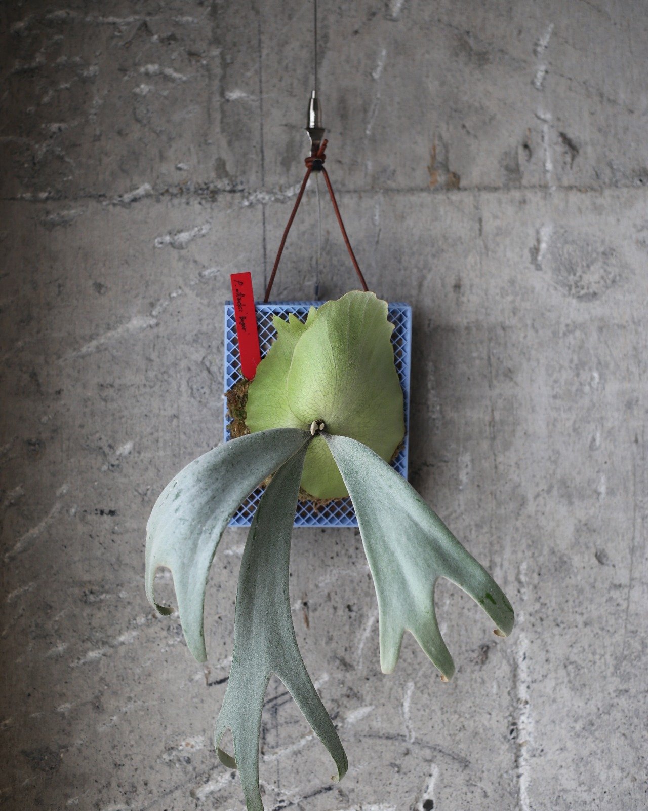 mazeruさん(@mazeru_urezam )ディレクションで、ビカクシダ用の着生プレートを制作しました！

こちらはFushigi Productsが制作した着生プレートに、sagalaさん（@sagala.20）がビカクシダを着生させ、半年かけて育成し商品として仕上げたものです。
カラフルなプレートとユニークな形のビカクシダの組み合わせは、お部屋の主役級になること間違いなし！mazeruさんの店頭で販売されていますので、ご購入希望の方はぜひお店に行ってみてください！

#fushigip