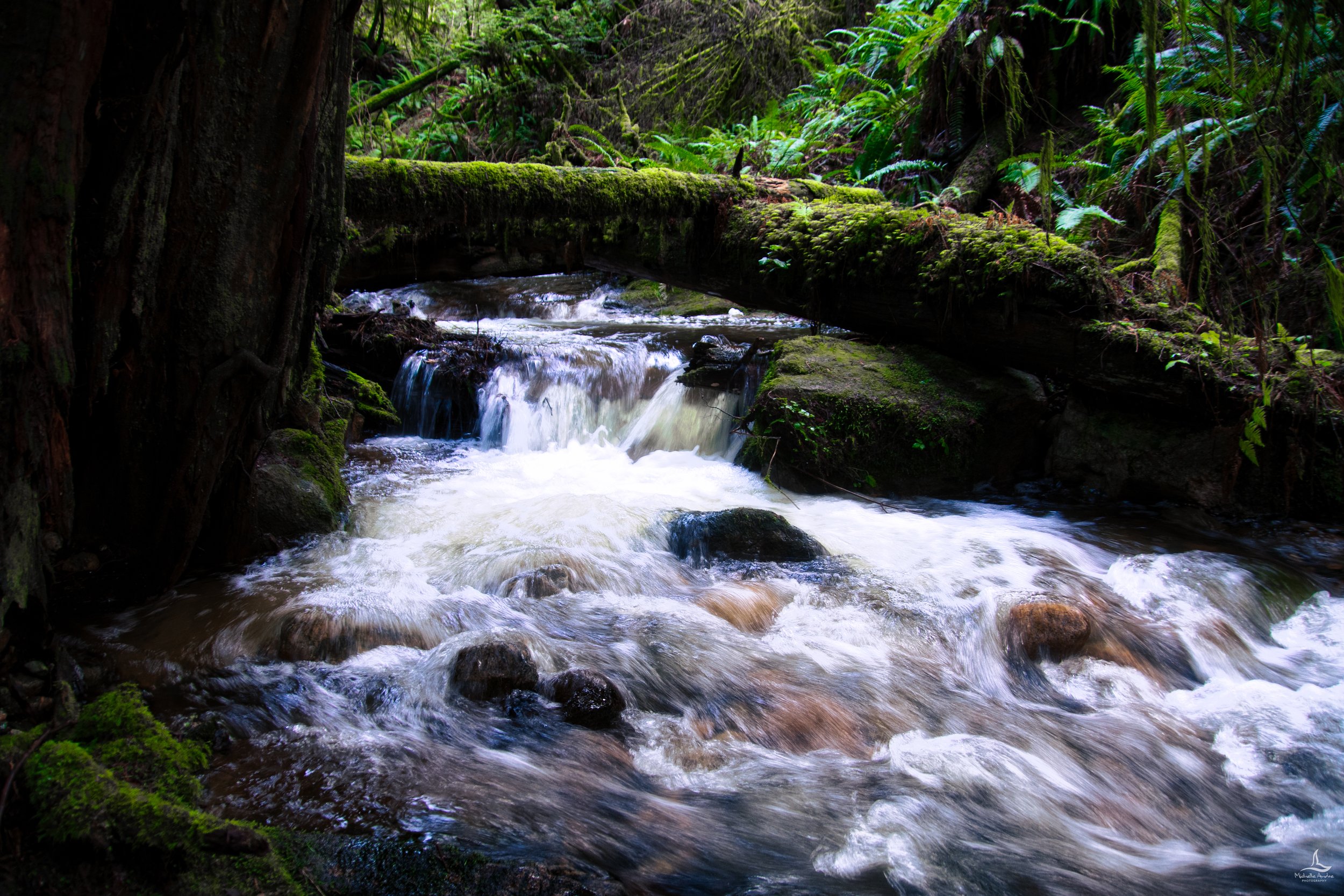 CREEK_PRINT-1.jpg