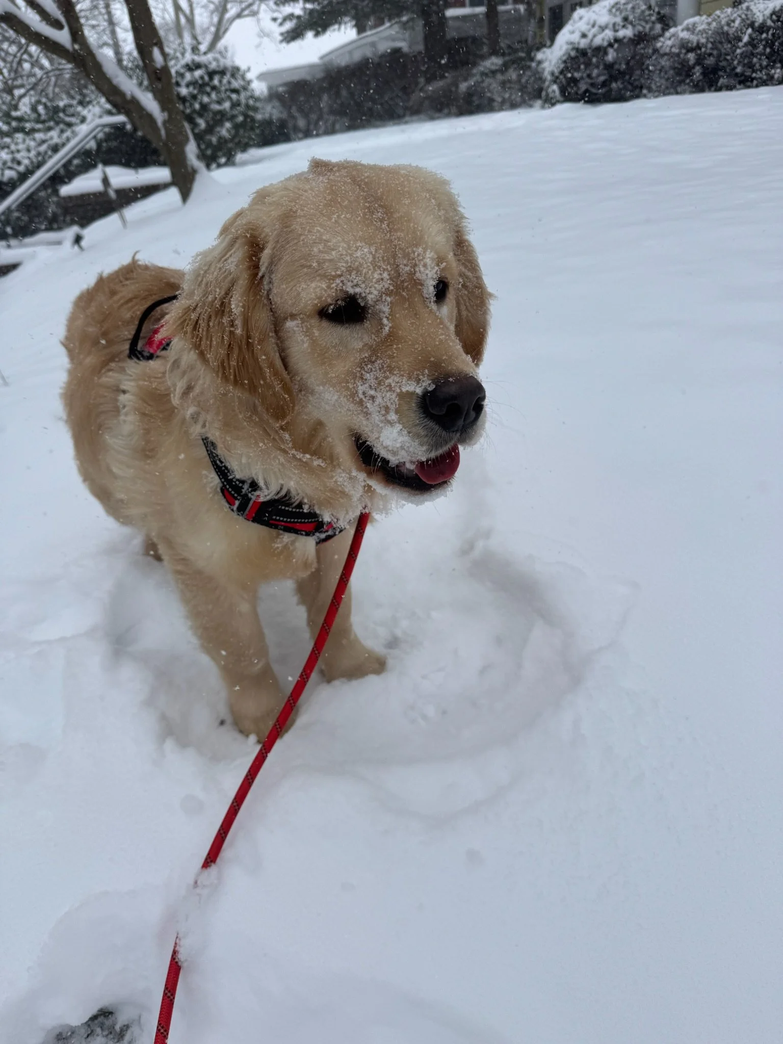 Pickles the golden retriever puppy
