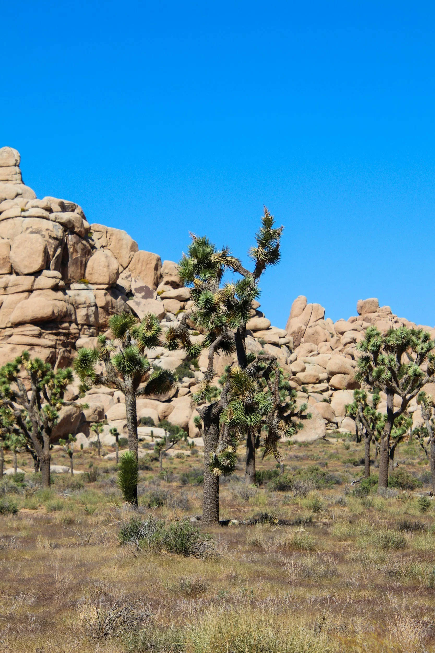 Beautiful Deserts