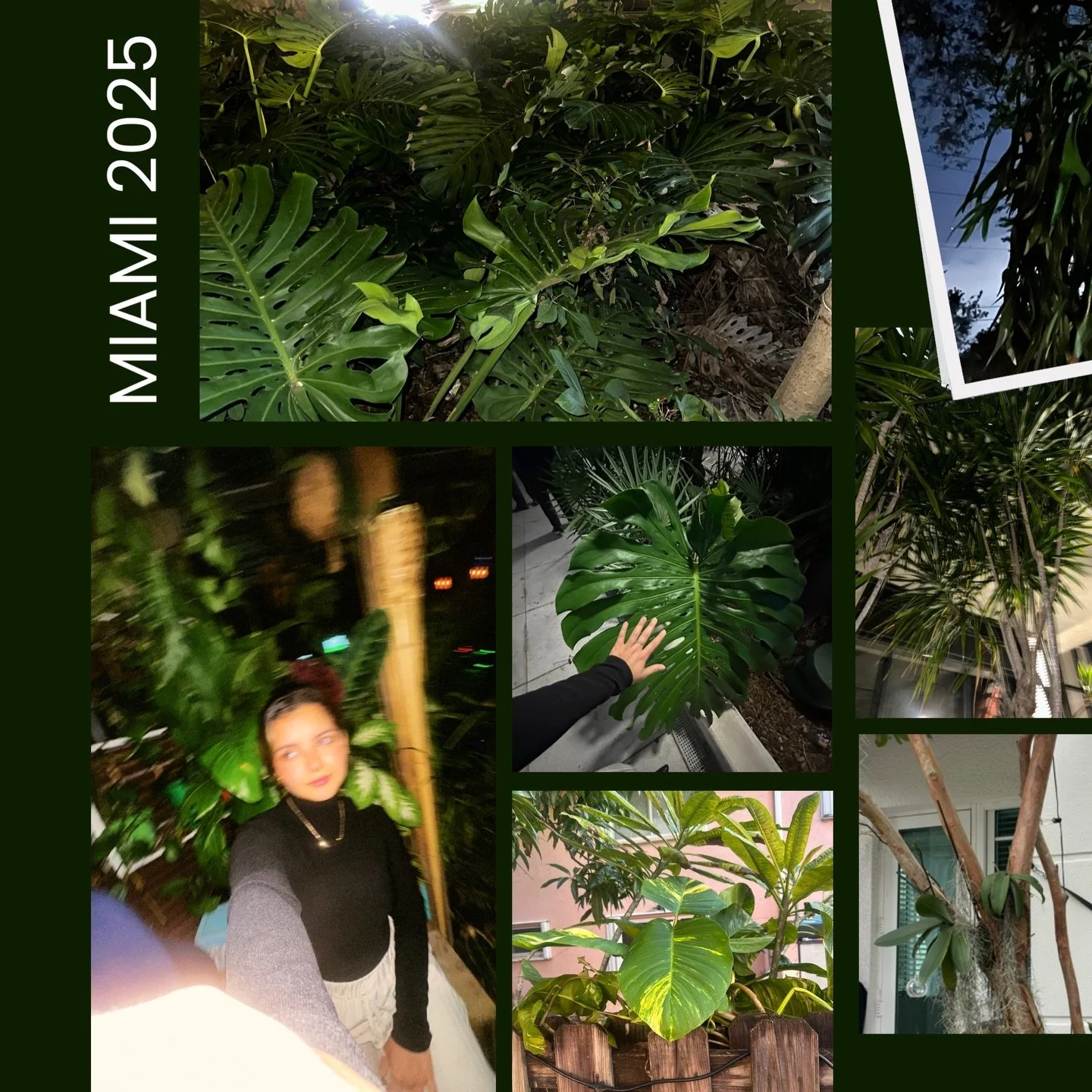 I always question whether I should post about my trips&hellip; but I can&rsquo;t resist Florida&rsquo;s landscapes 😭

I literally walked through a sea of Monstera deliciosa (last video)✨ Everything was philodendrons, dracaenas, ferns, and epiphytes 