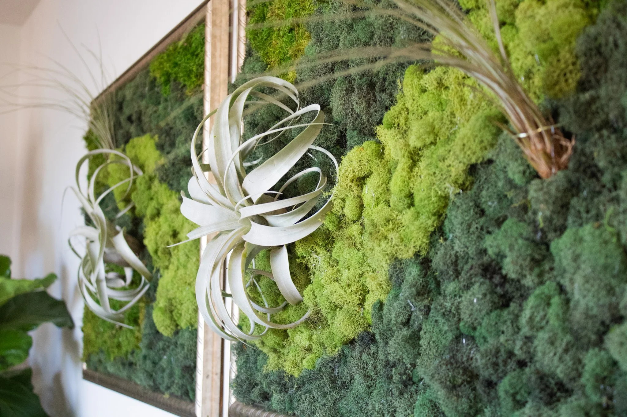 Air Plant Framing Class