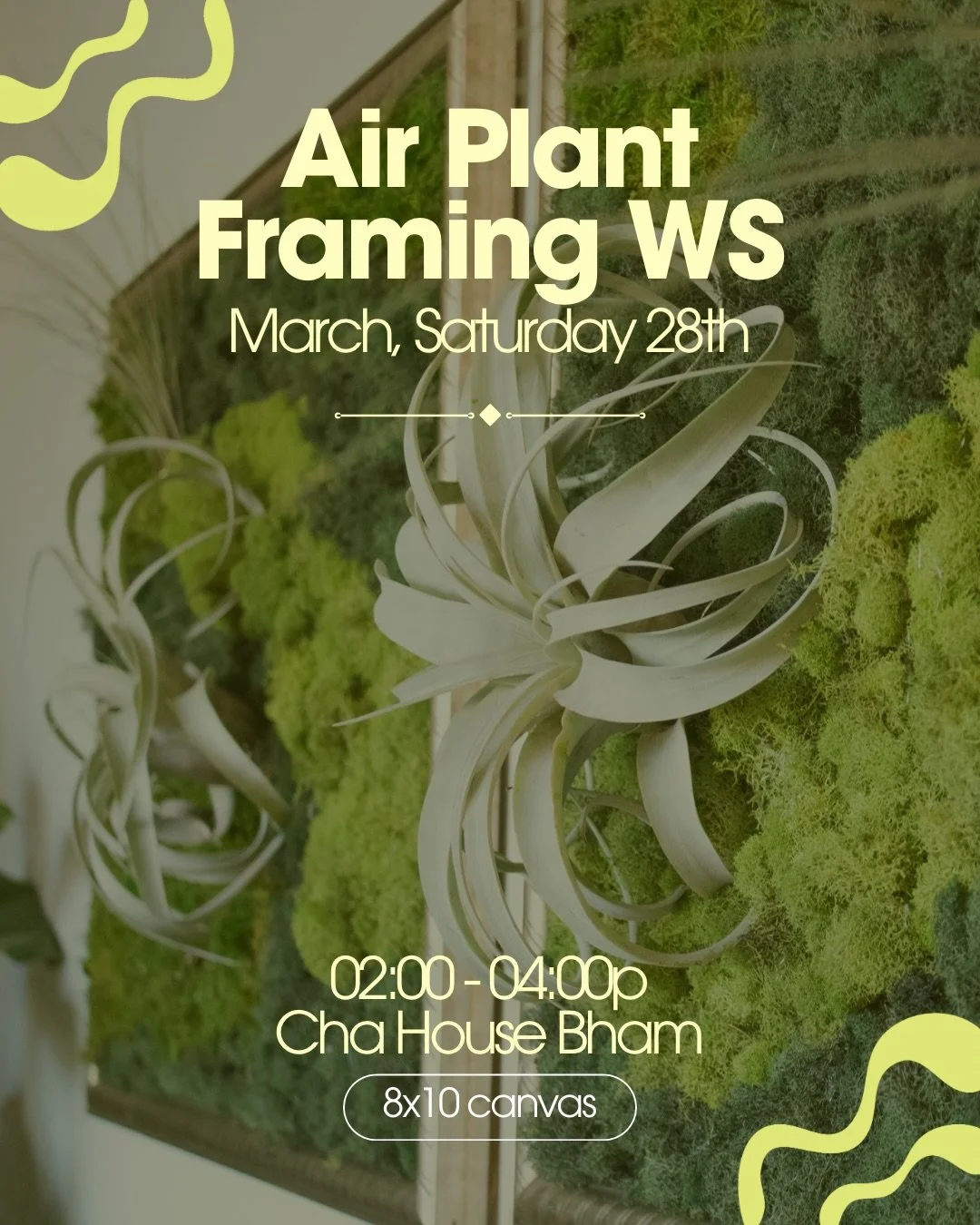 First time hosting an Air Plant Framing Workshop at one of my favorite third places lately, @chahousebham✨ and I couldn&rsquo;t be more excited!

Join us on Saturday, March 28th | 2&ndash;4 PM at Cha House for a cozy, creative afternoon. We&rsquo;ll 