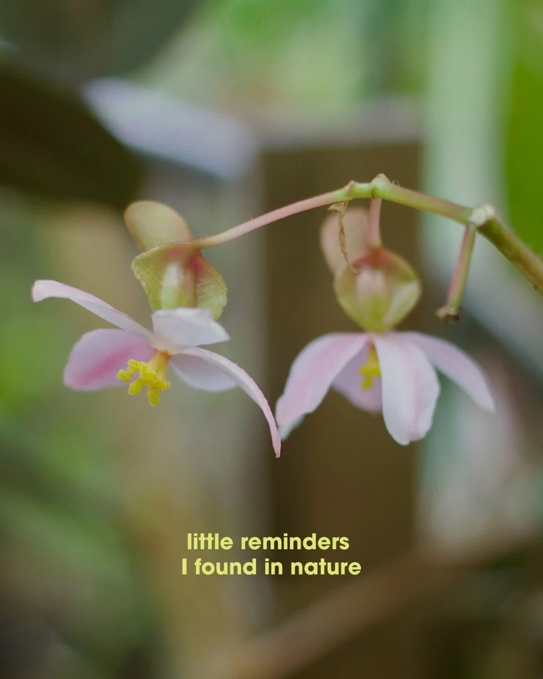 Small reminders I found in nature this week🌞

Lately, there have been birds everywhere around me. I&rsquo;ve been taking it as a little reminder of freedom, and how lucky I am to experience it.

My favorite one so far:
&ldquo;nature never rushes&hel