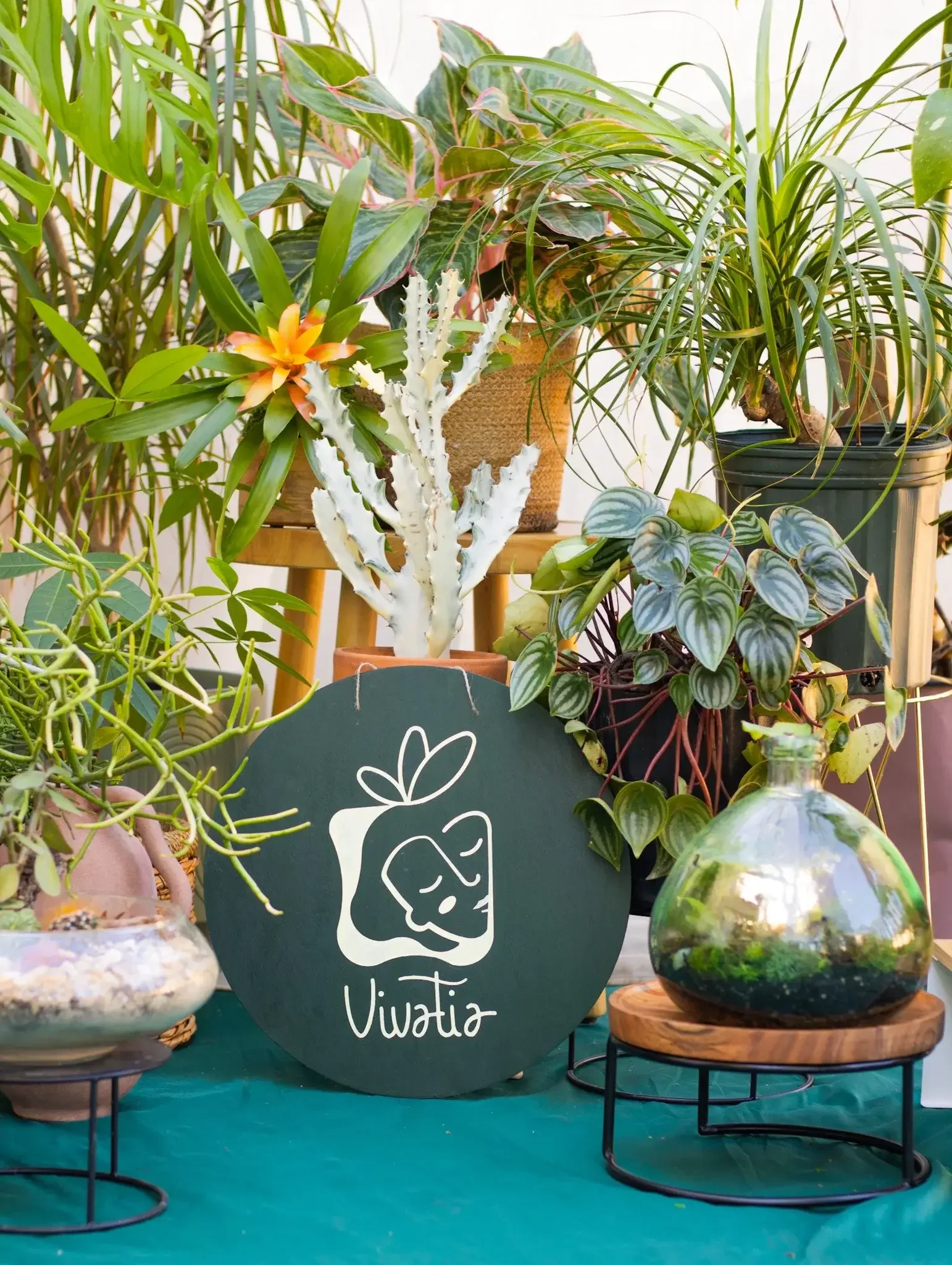 Arrangement of various potted plants including a cactus, leafy green plants, and a glass terrarium, with a sign that says 'VIVATIA' in front.