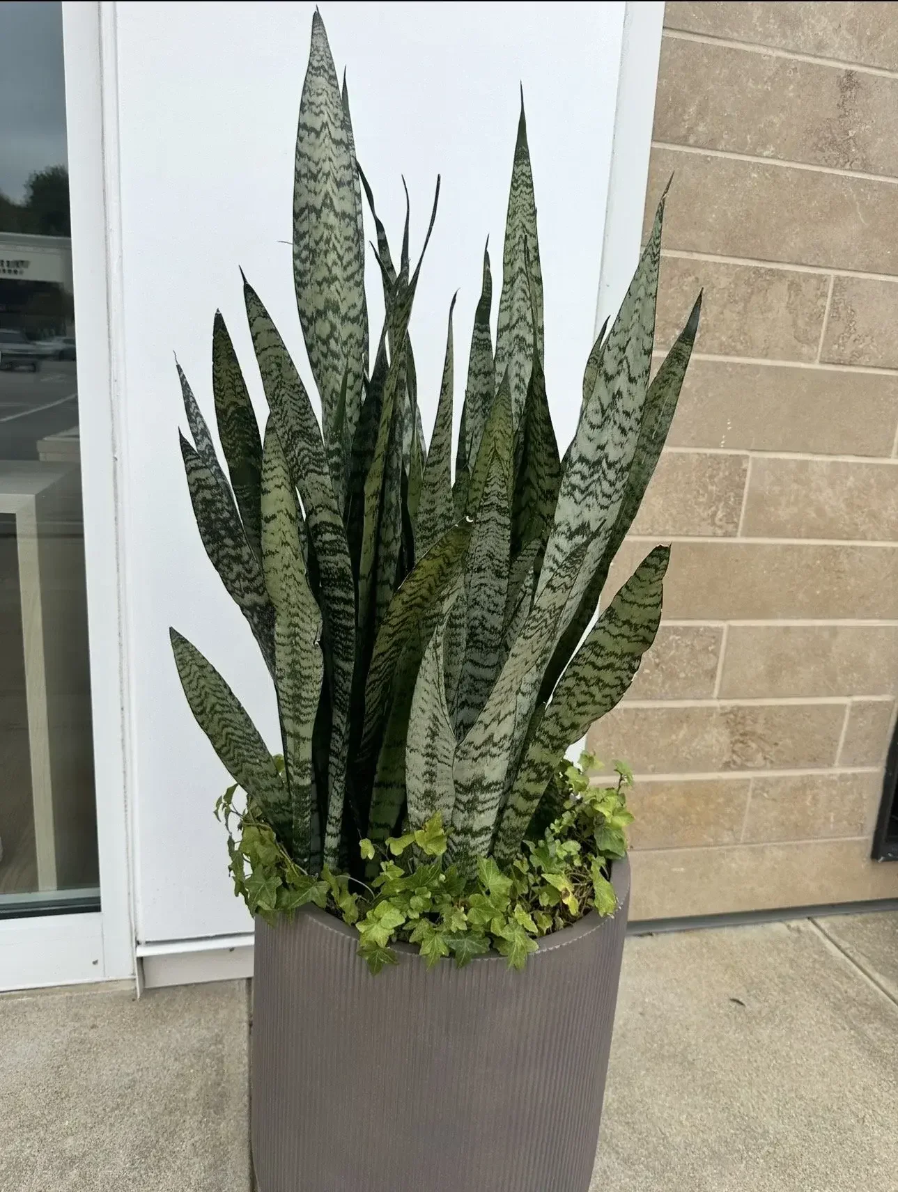 Commercial Pot Repotting