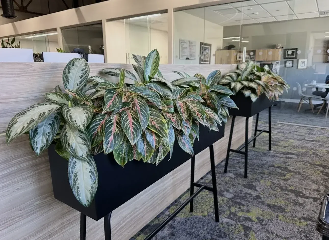 Office Decor with Plants