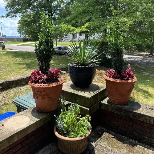 On Site Repotting for Home