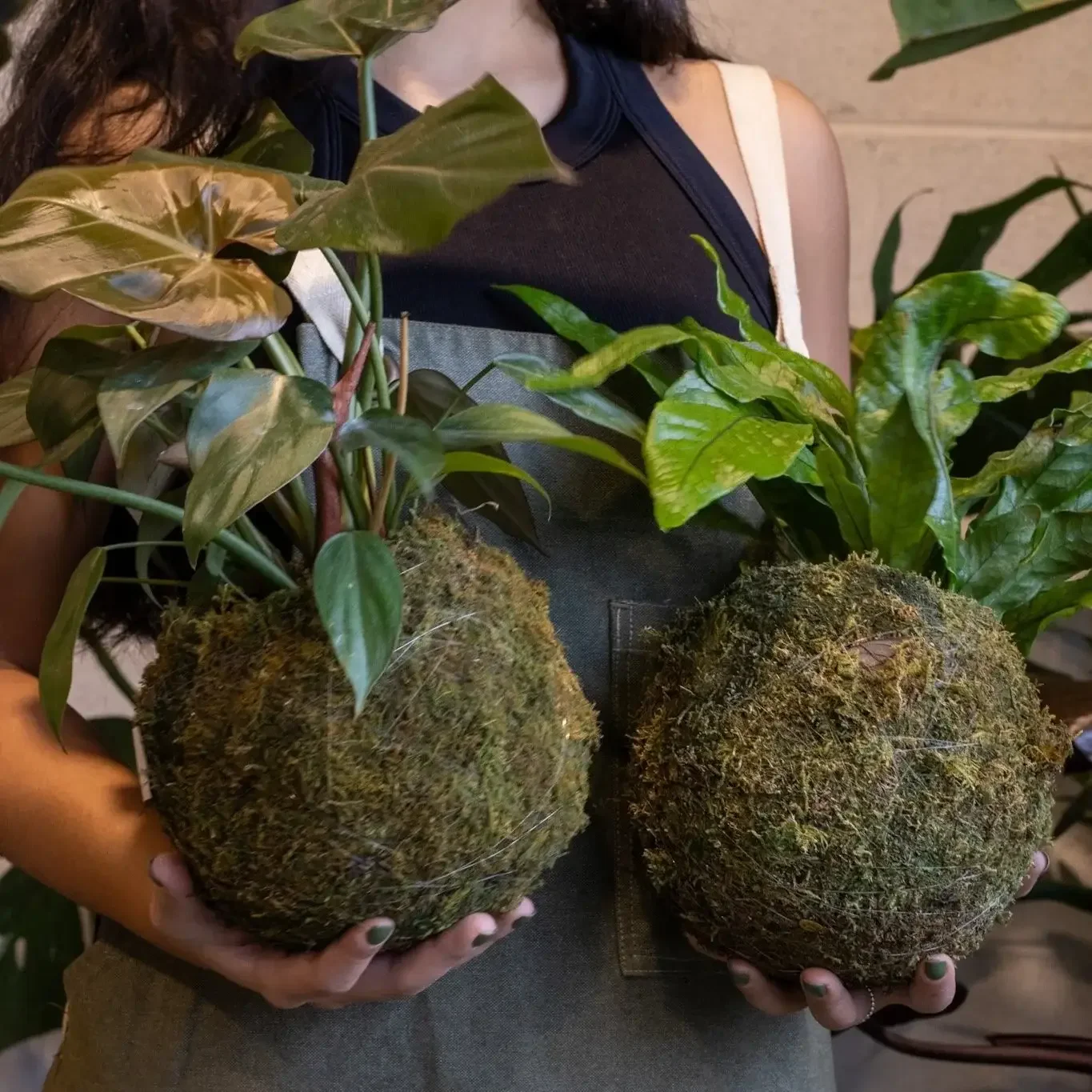 Person wearing a dark apron holding two potted plants with moss-covered roots and green leaves.