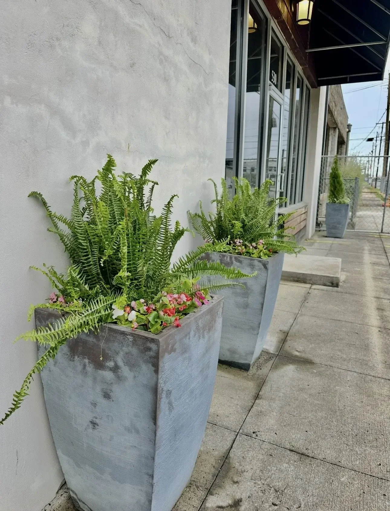 Entry Plant Decor