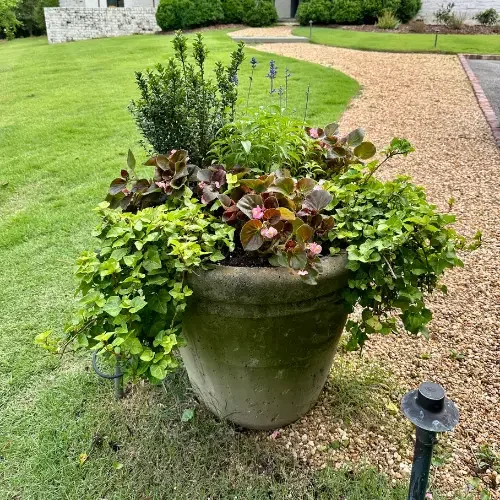 Outdoor Pot with Plant