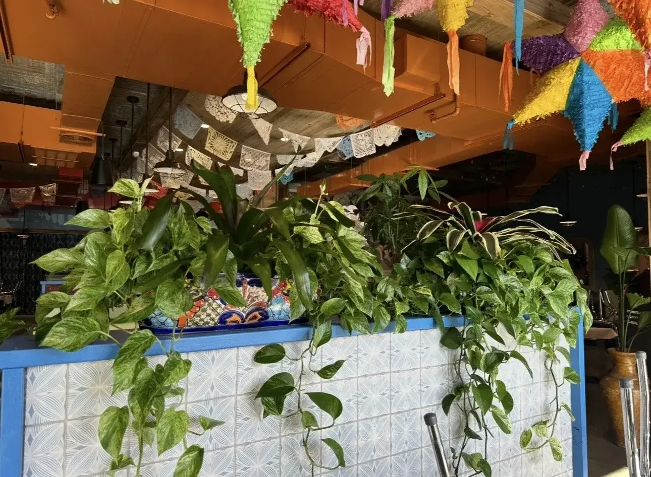 Restaurant Plant Installation