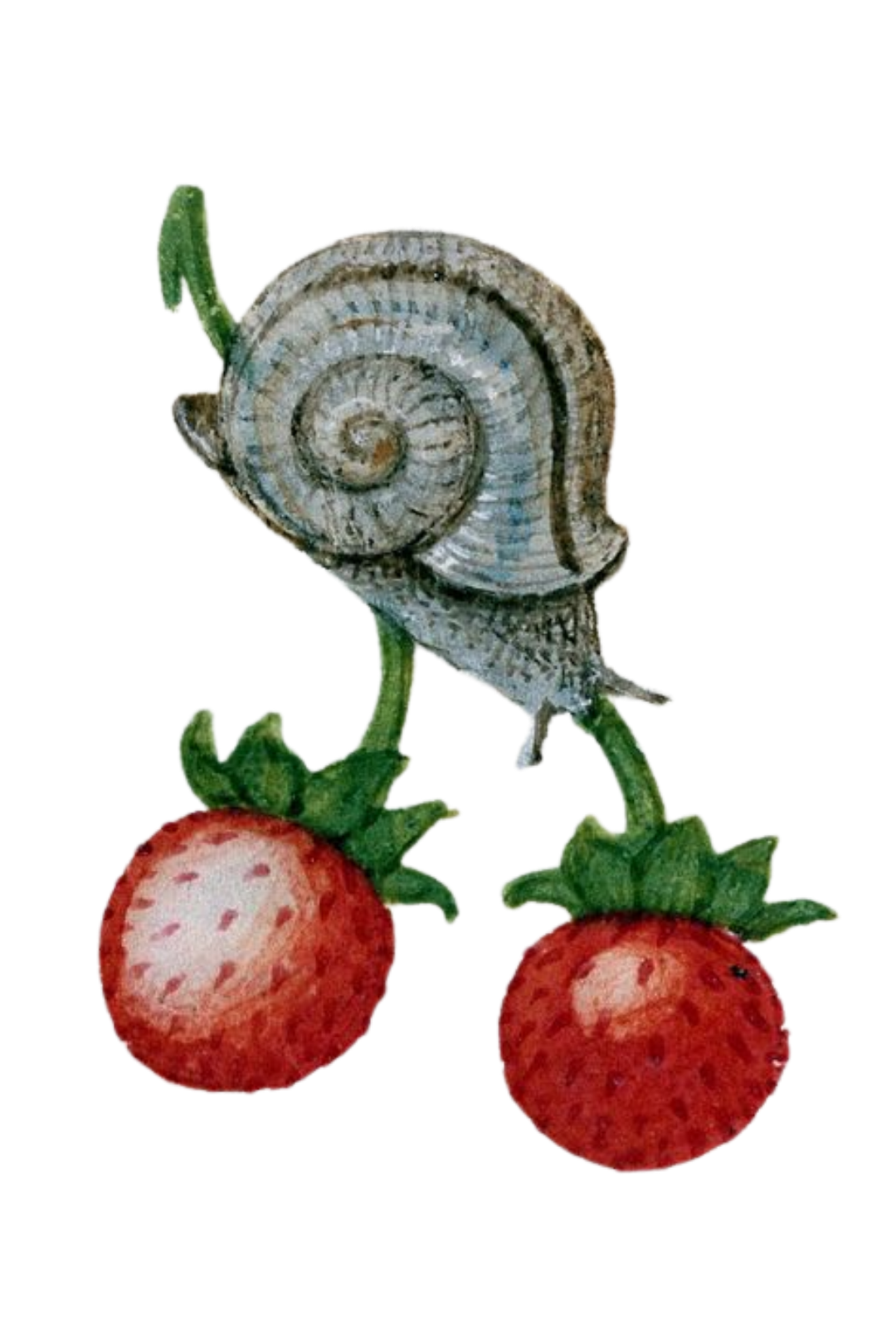 Medieval manuscript illustration of a snail and strawberries.