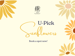 U-Pick Sunflowers